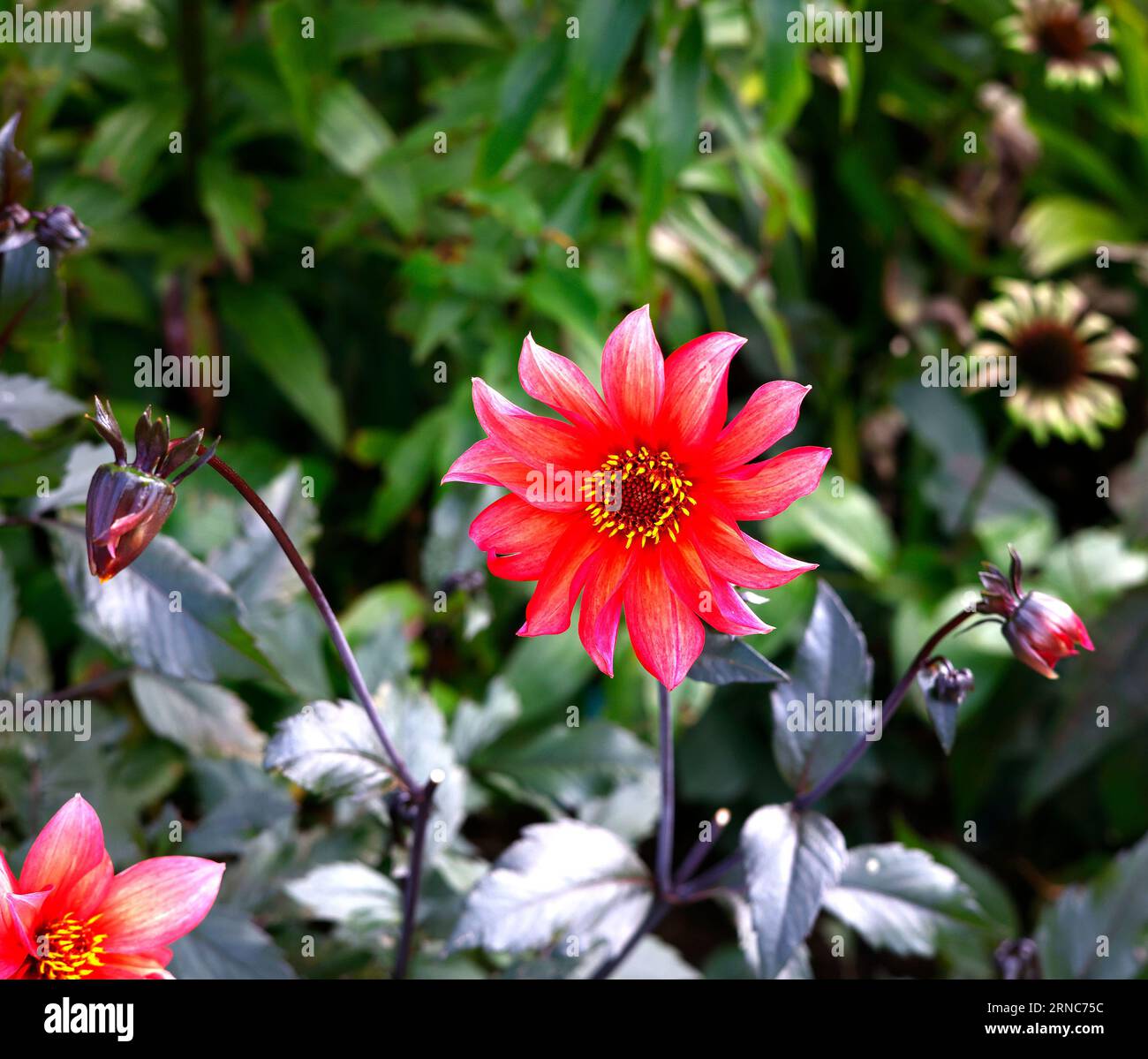 Nahaufnahme der orangen korallenrosafarbenen Blüte des Sommers lang bis zum ersten Frost blühende zarte mehrjährige Gartenpflanze Dahlia Waltzing Mathilda. Stockfoto