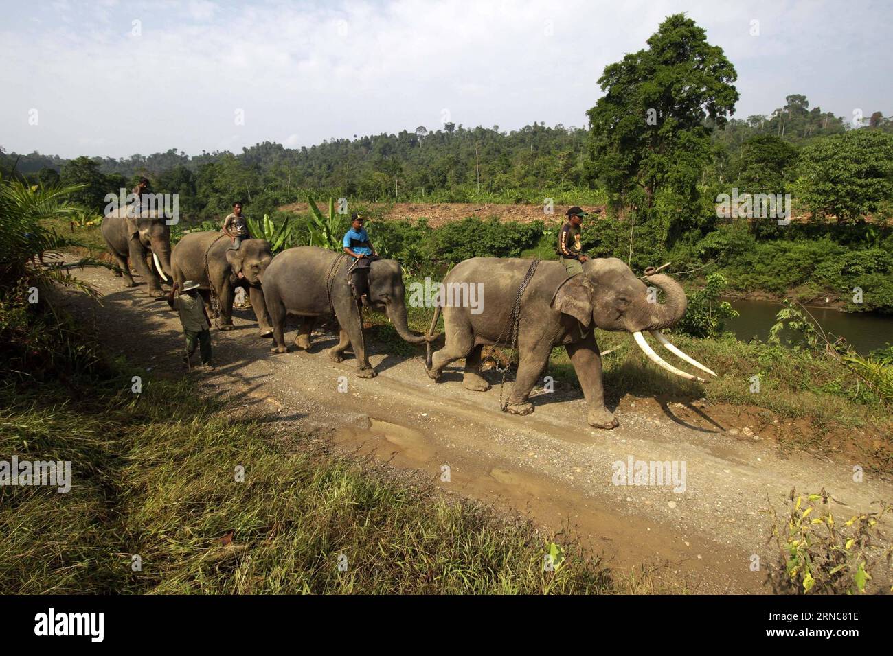 (160327) -- ACEH, 27. März 2016 -- Sumatra Elephants (Elephas Maximus Sumatranus) werden von Trainern im Elephant Conservation Center in Aceh, Indonesien, 27. März 2016 ausgebildet. Der World Wildlife Fund (WWF) gab 2012 bekannt, dass der Sumatra-Elefant von der International Union for Conservation of Nature (IUCN) zu einem vom Aussterben bedrohten und vom Aussterben bedrohten Tier herabgestuft wurde, nachdem er in einer Generation fast 70 Prozent seines Lebensraums und die Hälfte seiner Population verloren hatte. Der Rückgang ist hauptsächlich darauf zurückzuführen, dass Elefantenlebensräume abgeholzt oder für landwirtschaftliche Plantagen umgebaut werden. ) INDONESIA-ACEH-SUMATRAN ELEPH Stockfoto