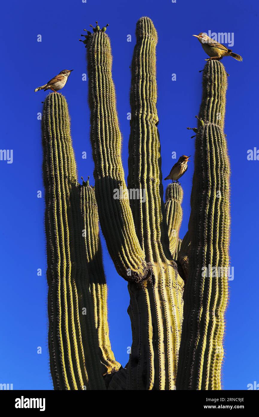 Eine Familie von Kindern, die auf einem Kaktus vor einem hellblauen Himmel thront Stockfoto