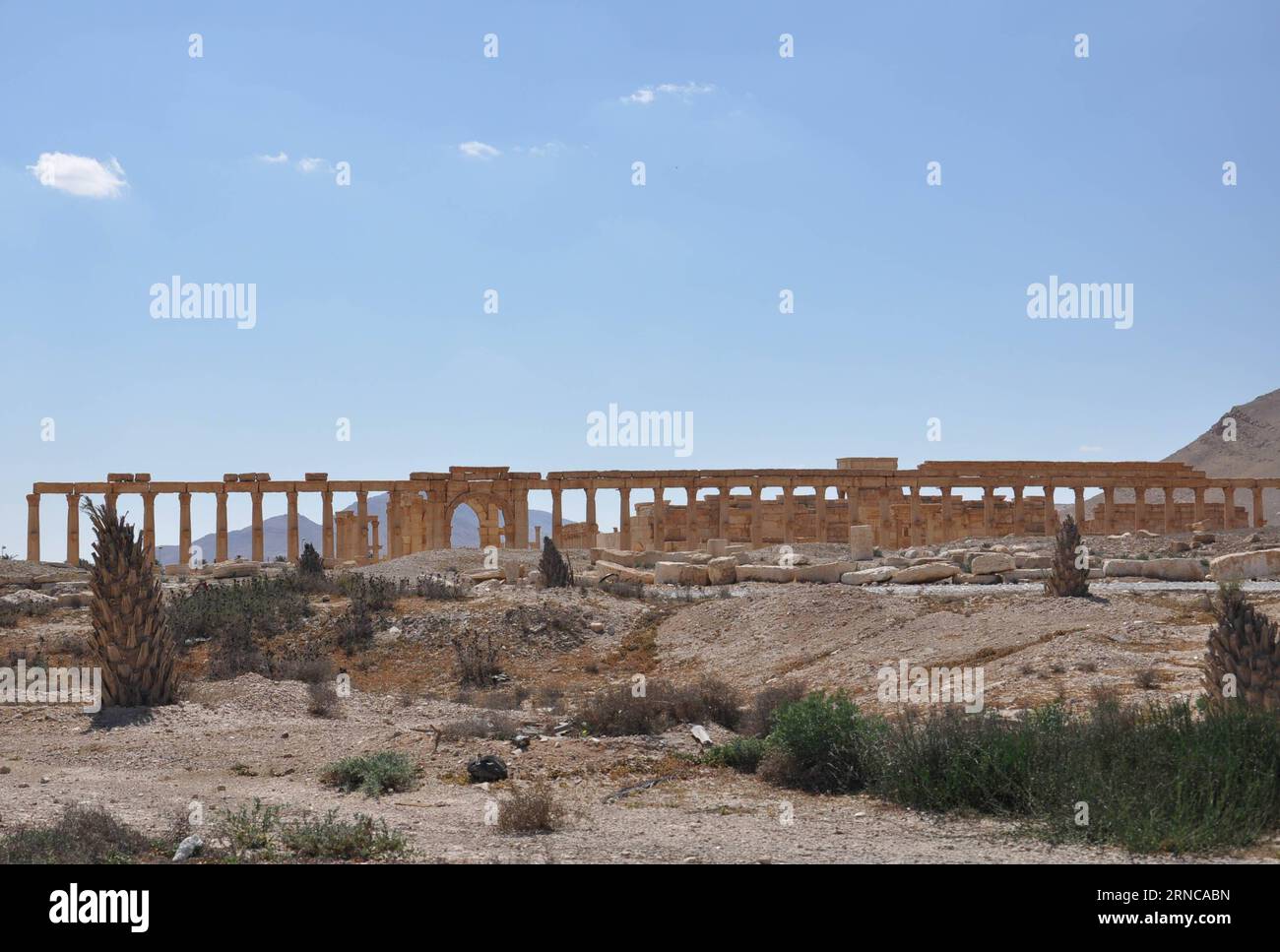 (160331) -- PALMYRA, 31. März 2016 -- teilweise beschädigte antike Säulen sind am 31. März 2016 im Nationalmuseum in der antiken Oasenstadt Palmyra in Zentralsyrien zu sehen. Die syrische Armee eroberte die Stadt Palmyra am 27. März nach einem intensiven Kampf gegen die Gruppe Islamischer Staat (IS), die die Stadt seit letztem Mai kontrolliert. ) SYRIEN-PALMYRA-RUINEN Ammar PUBLICATIONxNOTxINxCHN 160331 Palmyra März 31 2016 teilweise beschädigte Alte Säulen sind Seen IM Nationalmuseum in der antiken Oase Caravan City von Palmyra in Zentralsyrien AM 31 2016. März 1974 wurde die syrische Armee rec Stockfoto