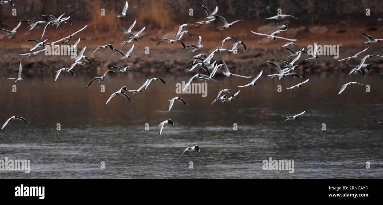 (160402) -- PEKING, 2. April 2016 -- Wandervögel fliegen in einem Feuchtgebiet im Yongjing County, nordwestchinesische Provinz Gansu, 22. März 2016. Mit dem Frühling wird die Natur mit mehreren Farben getönt. ) (Zwx) CHINA-SPRING-LANDSCHAFT-FARBEN (CN) ChenxBin PUBLICATIONxNOTxINxCHN Peking 2. April 2016 Immigranten Vögel Fliegen AUF einem Sumpfgebiet in Yong Jing County Nordwest China S Gansu Provinz 22. März 2016 mit dem Kommen des Frühlings IST die Natur mit mehreren Farben getönt zwx China Frühlingslandschaften Farben CN ChenxBin PUNOBLATINXCHN Stockfoto