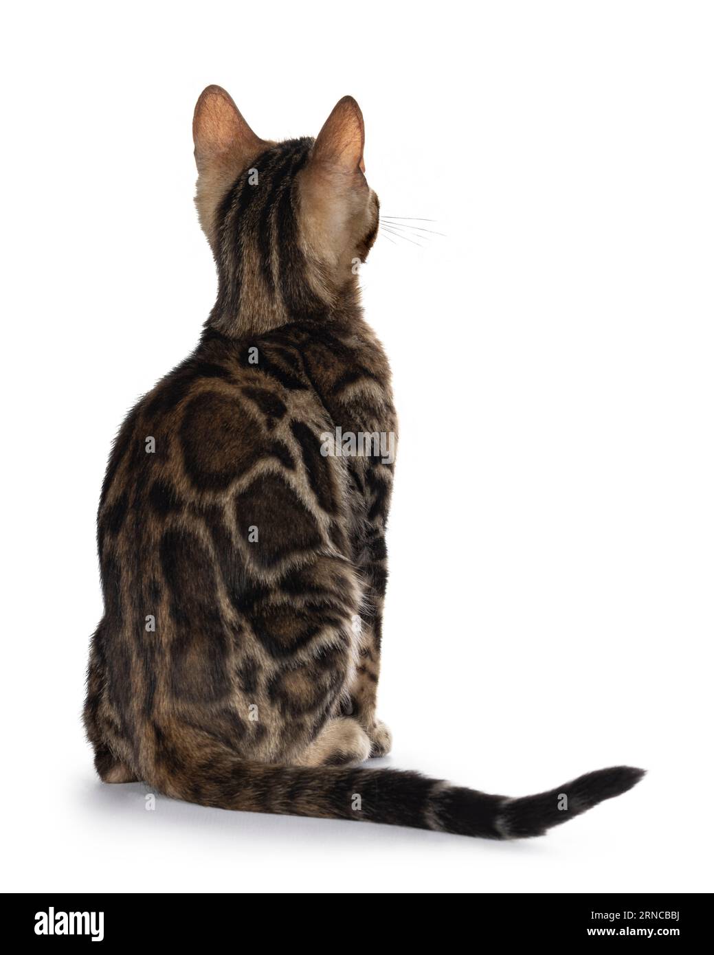Getrübte, schwarze, tabby gefleckte, bengalische Katzenkätzchen, die rückwärts sitzen und ein Muster zeigen. Keine Fläche. Isoliert auf weißem Hintergrund. Stockfoto