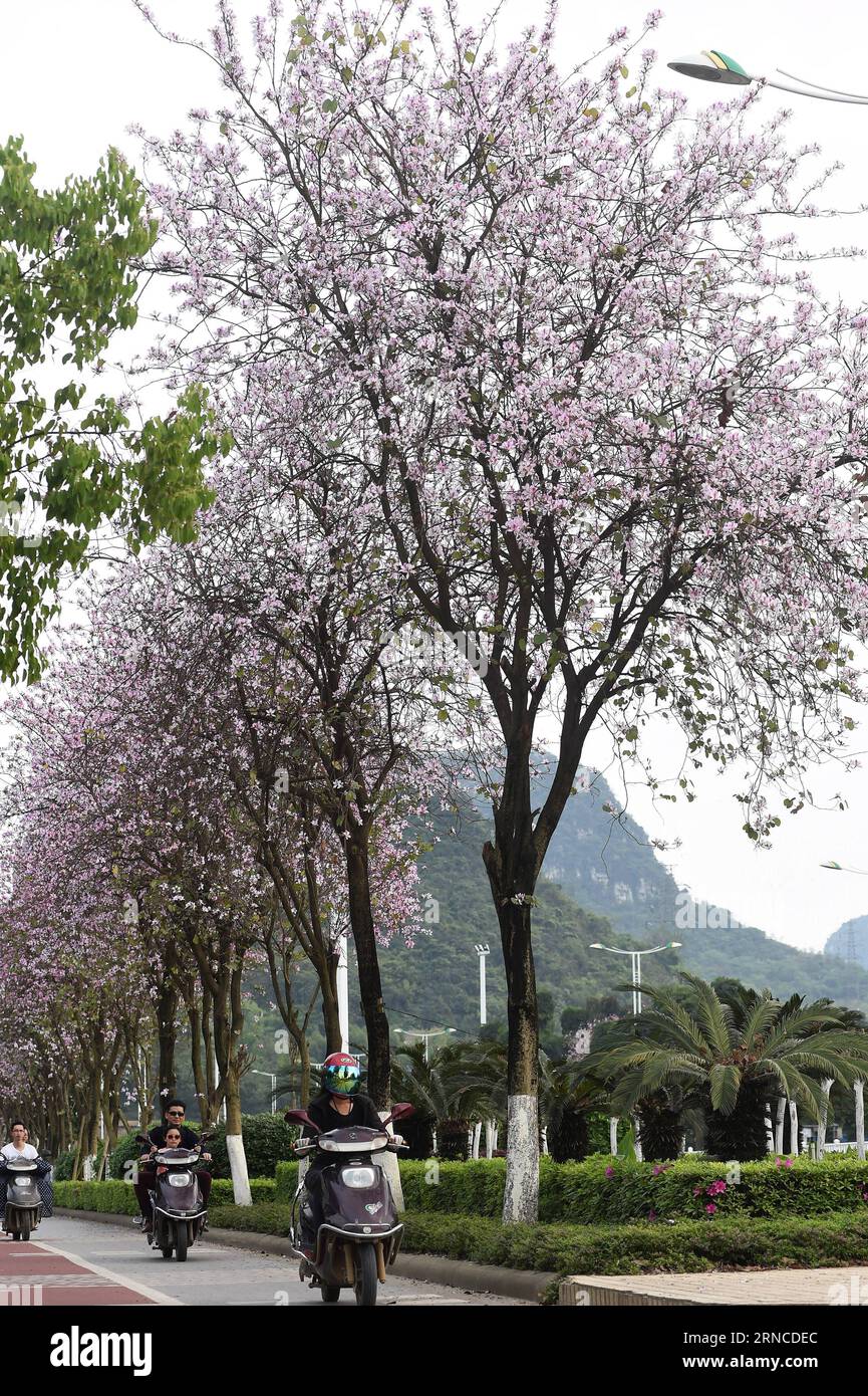 (160406) -- LIUZHOU, 6. April 2016 -- Bewohner fahren mit Motorrädern auf einer Straße, die mit blühenden Hong Kong Orchideen in Liuzhou, südwestchinesischer autonomer Region Guangxi Zhuang, dekoriert ist, 3. April 2016. Mehr als 240.000 Hong Kong Orchideenbäume blühen hier. ) (lfj) CHINA-GUANGXI-LIUZHOU-FLOWER (CN) LixBin PUBLICATIONxNOTxINxCHN Liuzhou 6. April 2016 Bewohner fahren Motorräder AUF einer Straße, die mit blühenden Hong Kong Orchideenbäumen in Liuzhou Südwesten Chinas S Guangxi Zhuang Autonome Region 3. April 2016 dekoriert ist mehr als 240 000 Hong Kong Orchideenbäume sind in voller Blüte hier lfj China Stockfoto
