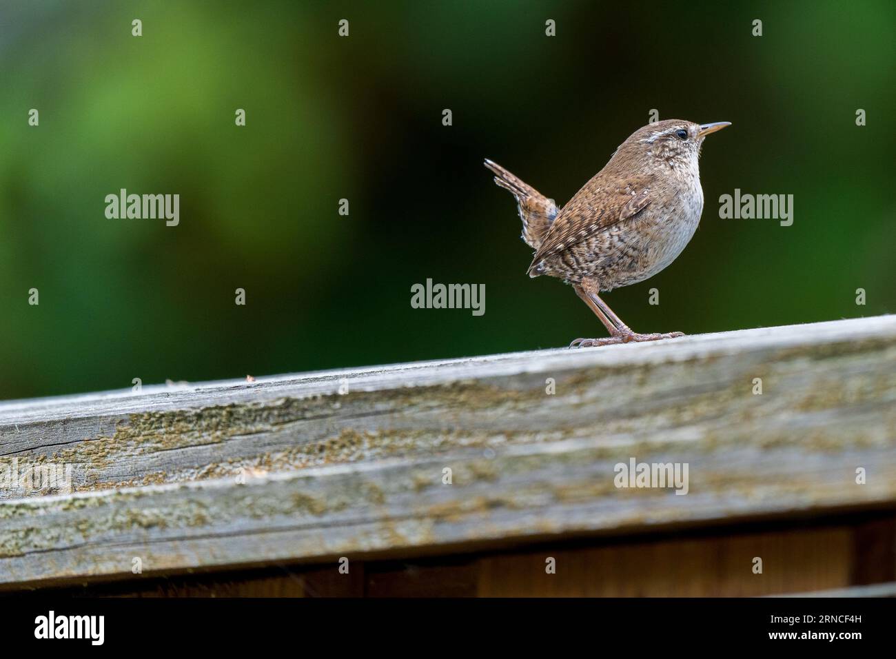 Ein winziger Kater, der auf einem Zweig mit einem fesselnden Bokeh-Hintergrund thront, schafft eine magische und bezaubernde Szene. Stockfoto