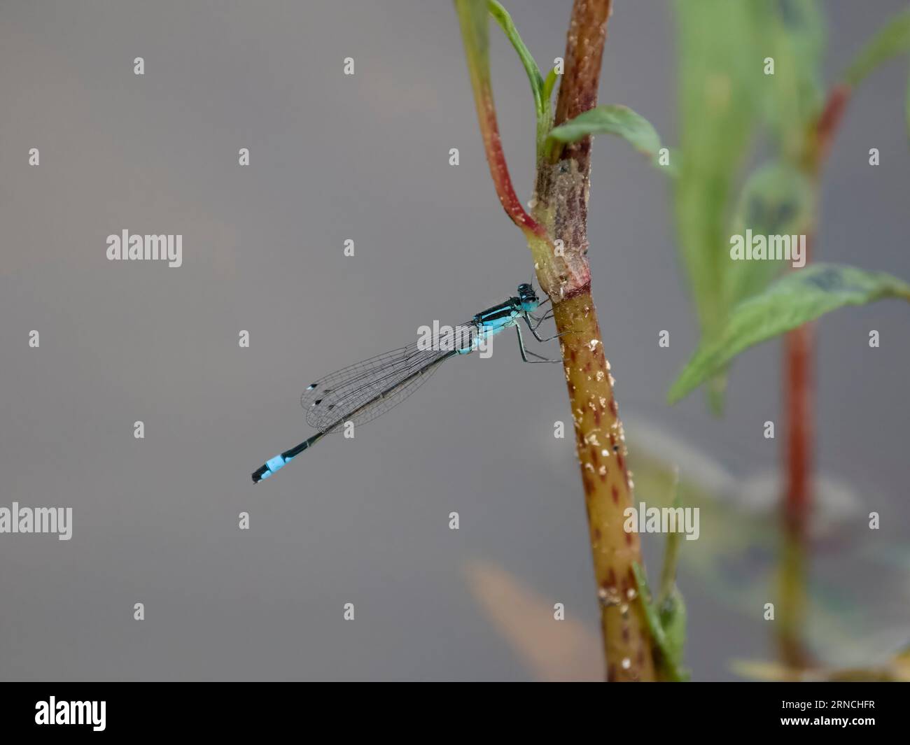 Blauschwanzjungfliege, Ischnura elegans, Single Inect on stem, Warwickshire, August 2023 Stockfoto