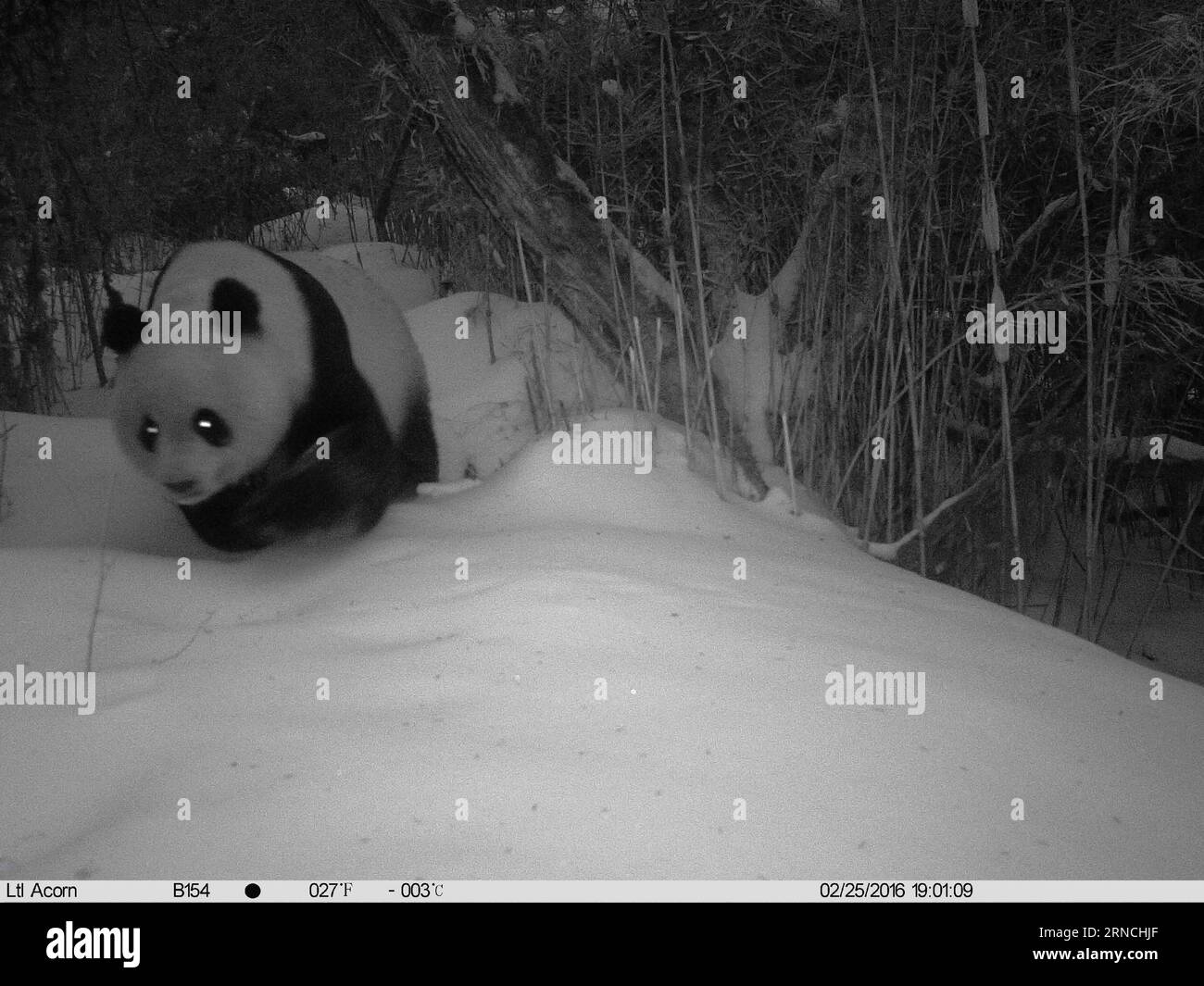 (160413) -- LONGNAN, 13. April 2016 () -- Foto aufgenommen mit einer Infrarotkamera zeigt einen wilden Riesenpanda in einem schneebedeckten Wald in Tielou Township of Longnan City, nordwestchinesische Provinz Gansu, 25. Februar 2016. Über 160 Infrarotkameras wurden von den Forstbehörden aufgestellt, um die wilden Tiere und Pflanzen im nationalen Naturschutzgebiet des Baishui River zu überwachen. mit 110 Riesen-Pandas, die leben in.() (ry) CHINA-GANSU-WILDER RIESE PANDA (CN) Xinhua PUBLICATIONxNOTxINxCHN 160413 Longnan 13. April 2016 Foto aufgenommen mit der Infrarot-Kamera zeigt einen wilden Riesen-Panda in einem schneebedeckten Wald in der Gemeinde Tielou Stockfoto