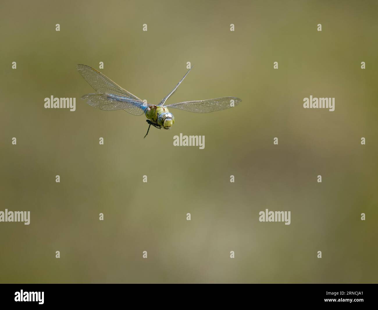 Kaiser Libelle, Anax Imperator, einzelnes Insekt im Flug, Warwickshire, August 2023 Stockfoto