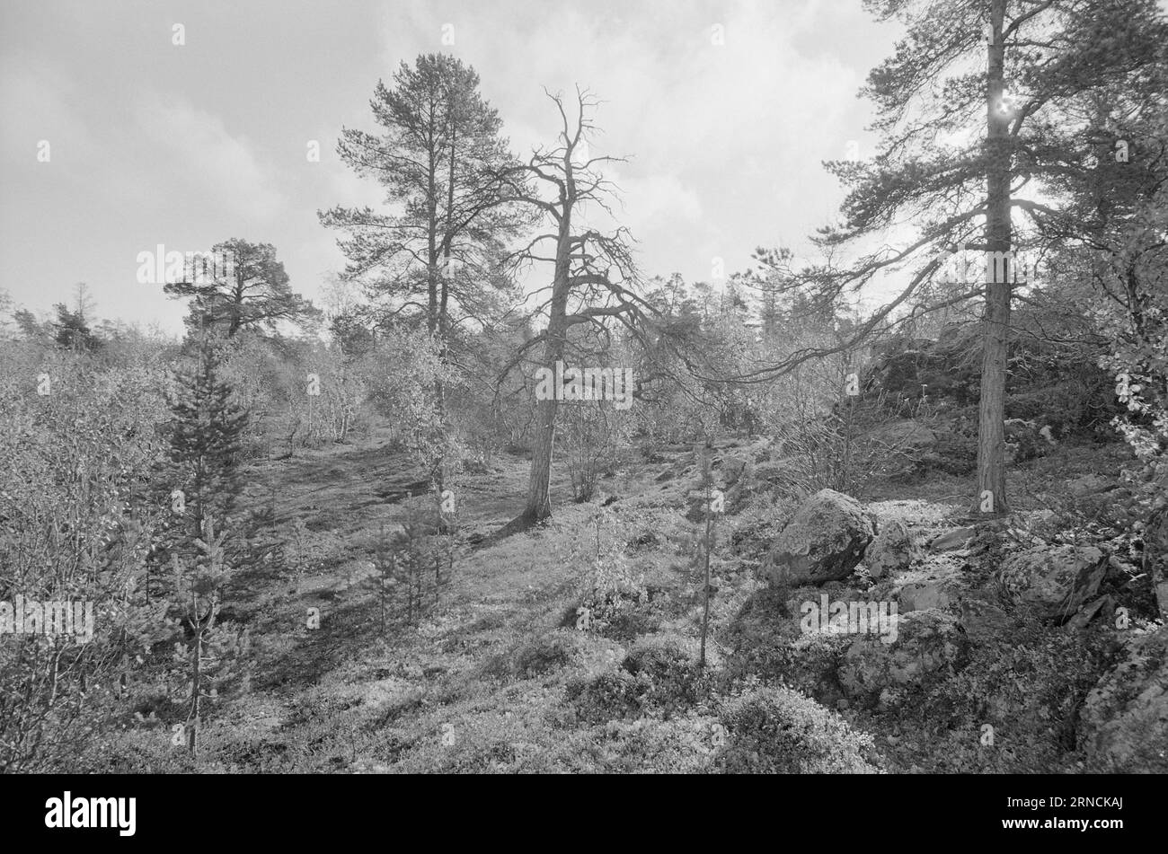 Aktuell 52-1-1973: Die letzte große WildnessWho gewinnt? Naturschutz oder Industrie? Sie befinden sich jetzt im Krieg über 1.150 Quadratkilometer Wildnis auf der Finnmarksvidda. Es ist das letzte Refugium der großen Wildtiere. Aber Falconbridge glaubt, dass es Nickel unter dem Moos gibt. Es könnte den Plan des Umweltministeriums ändern: Das Gebiet Anarjokka als Nationalpark. Das Gebiet grenzt an Finnland, und auf finnischer Seite ist es Finnlands größter Nationalpark. Insgesamt wird es ein sehr geschütztes Land sein. Foto: Aage Storløkken / aktuell / NTB ***FOTO NICHT VERARBEITET*** Thi Stockfoto