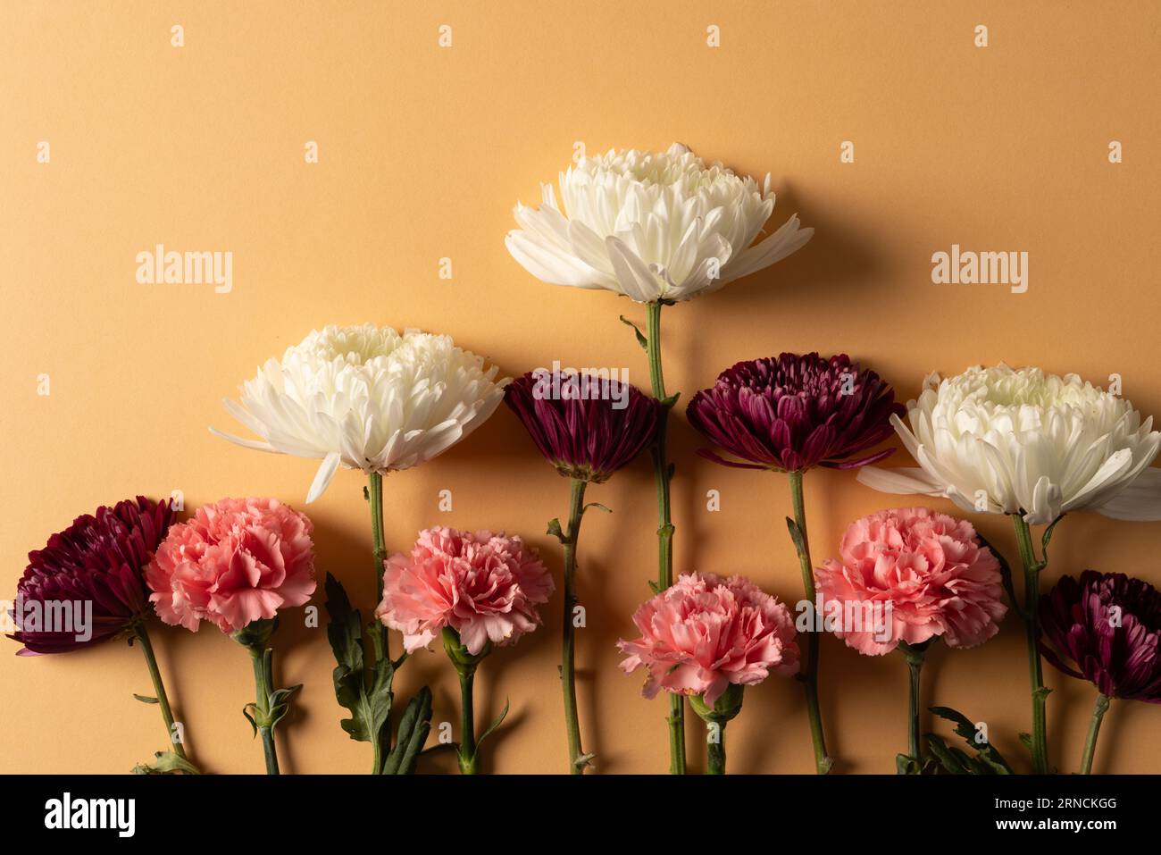 Weiße, rote und rosafarbene Blumen mit Kopierraum auf orangefarbenem Hintergrund Stockfoto