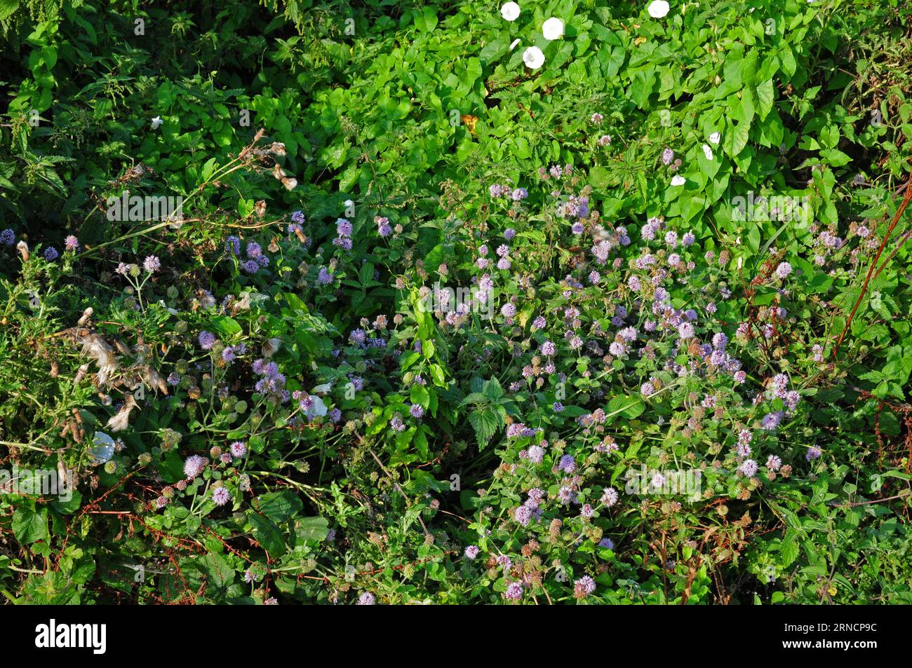 Wildblumen in der Hecke. Stockfoto