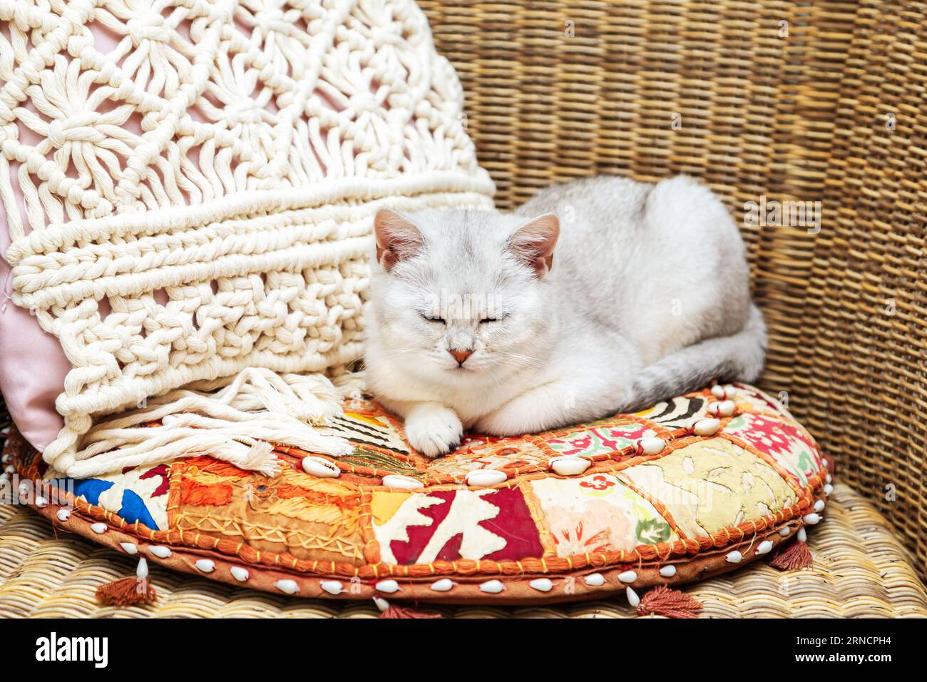 Weiße britische Katze in einem Korbsessel auf einem hellen Kissen. Stockfoto