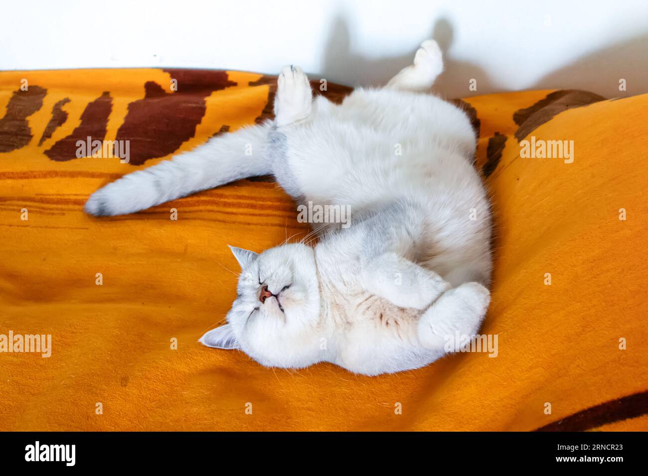 Wunderschöne silberne britische Kurzhaarkatze schläft in einer lustigen Position auf einer Bettdecke. Stockfoto