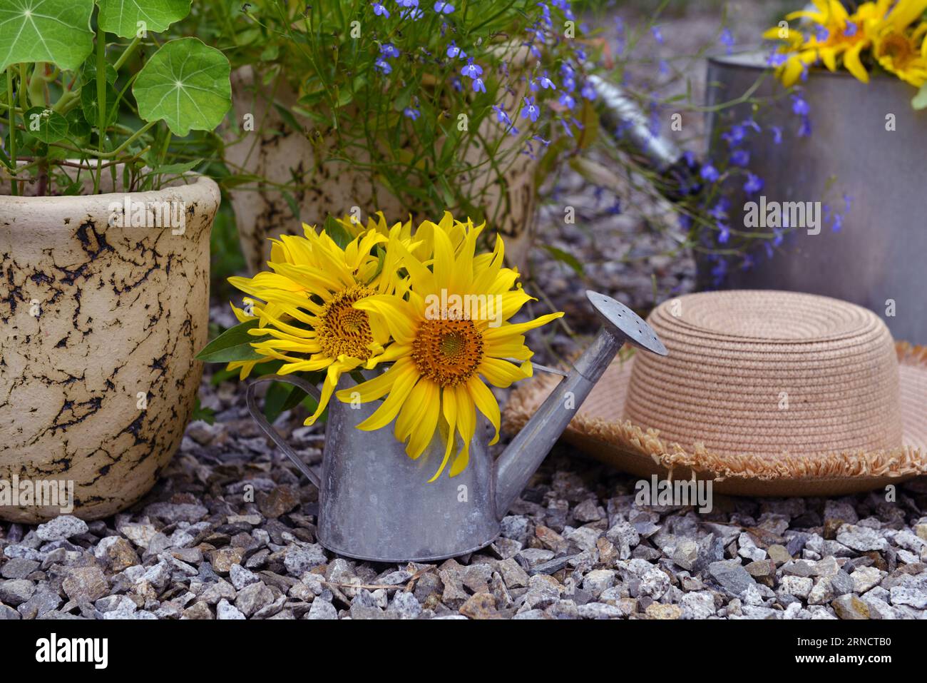 Wunderschönes Stillleben mit Sonnenblumen im Wasser und Hut draußen im Garten. Romantische Grußkarte zum Geburtstag, Valentinstag, Muttertag Konz Stockfoto