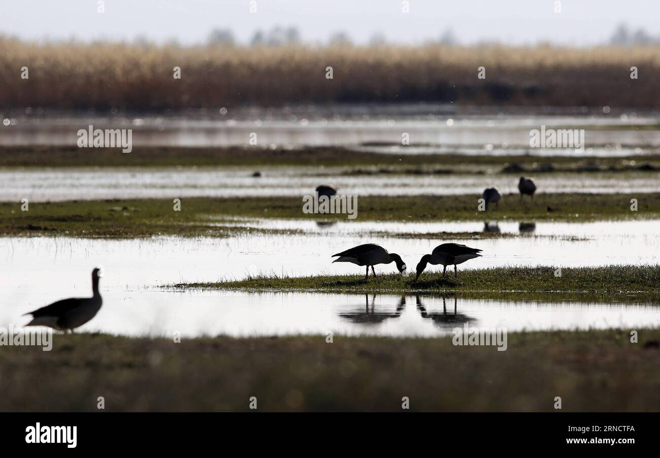 ALTAY, 20. April 2016 -- Wildgänse tummeln sich im Kekesu Wetland in Altay, Nordwestchina, Autonome Region Xinjiang Uygur, 20. April 2016. Als größtes Sumpfgebiet im nördlichen Teil von Xinjiang zog das Kekesu-Sumpfgebiet jedes Jahr viele Zugvögel an, die zur Brut brüten. ) (lfj) CHINA-XINJIANG-ALTAY-WETLAND-BIRDS (CN) ZhangxWencheng PUBLICATIONxNOTxINxCHN Altay 20. April 2016 Wildgänse Frolic for Balzhip in the Wetland in Altay Nordwest China S Xinjiang Uygur Autonomous Region April 20 2016 als größtes Sumpfgebiet im nördlichen Teil von Xinjian Stockfoto