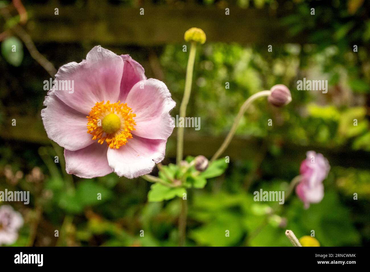 Barcombe, 29. August 2023: Anemone hupehensis 'Hadspen Abundance', oder japanische Windblume Stockfoto