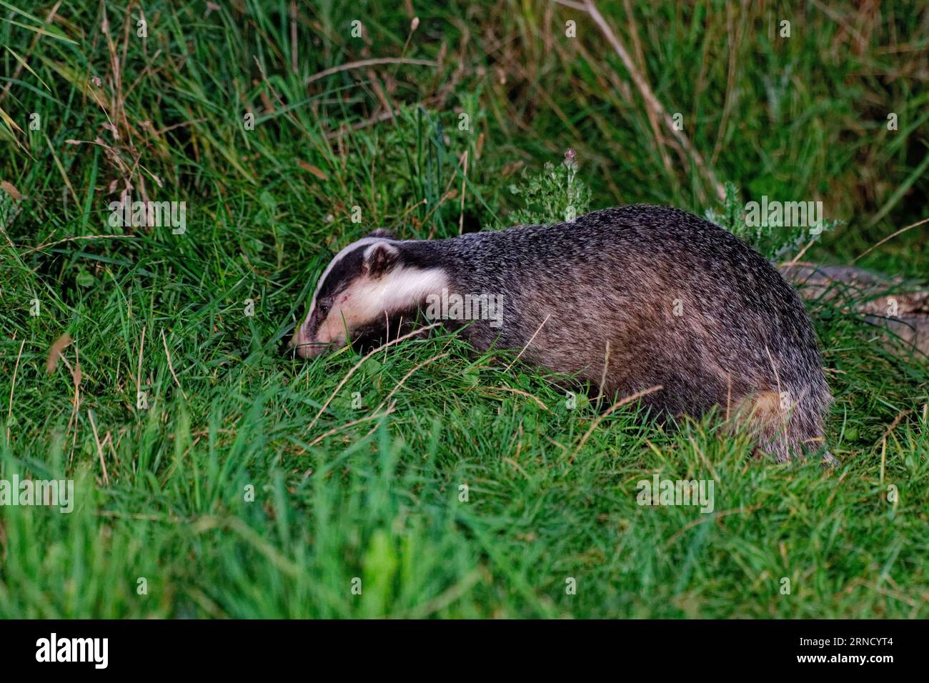 Eurasischer Dachs (Meles meles) Erwachsener im langen Gras am späten Abend. Stockfoto