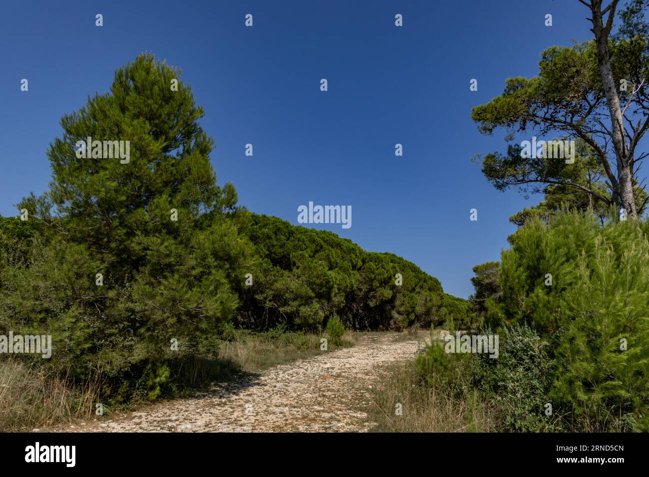 Heißes Wetter in Kroatien trocknete Boden auf der Kamenjak-Halbinsel in Kroatien Stockfoto