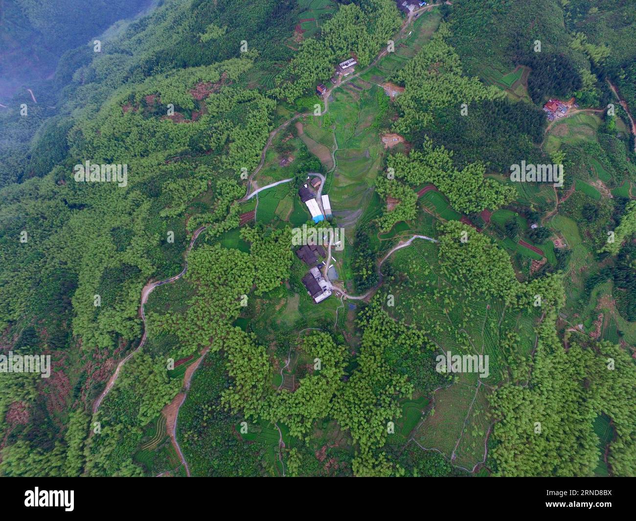 (160509) -- FUZHOU, 9. Mai 2016 -- Foto aufgenommen am 8. Mai 2016 zeigt Teeplantagen in Fuding, südöstliche chinesische Provinz Fujian. ) (wyo) CHINA-FUJIAN-LANDSCHAFT-TEEPLANTAGE (CN) JiangxKehong PUBLICATIONxNOTxINxCHN 160509 Fuzhou 9. Mai 2016 Foto aufgenommen AM 8. Mai 2016 zeigt Teeplantagen in Fuding Südostchina S Fujian Province wyo China Fujian Landschaft Teeplantage CN JiangxKehong PUBLICATIONxNOTxCHINxCHN Stockfoto