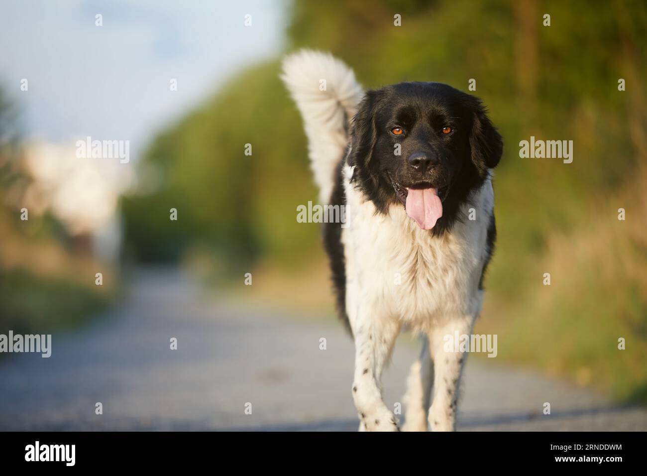 Glücklicher Hund, der auf dem Wanderweg spaziert. Porträt des freudigen tschechischen Sennenhunds an sonnigem Tag. Stockfoto