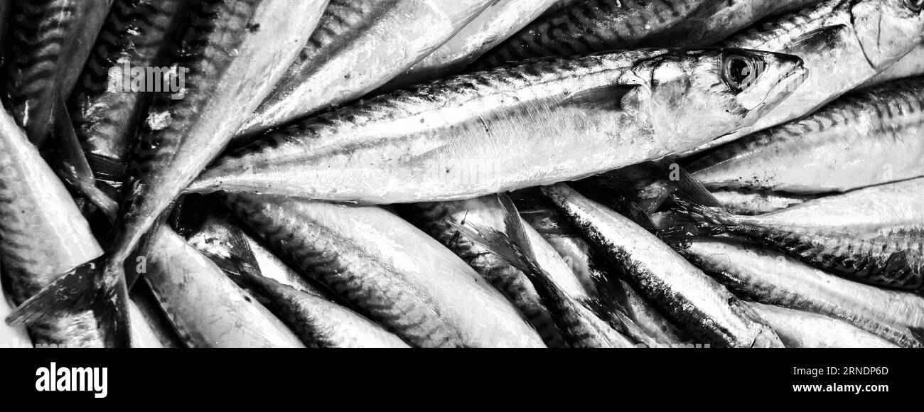 Banner oder Kopfzeile mit frisch gefangener Makrele, die auf dem Fischmarkt verkauft wird - Hintergrund, Textur, Konzept von gesundem Fisch und reich an Omega 3 Stockfoto