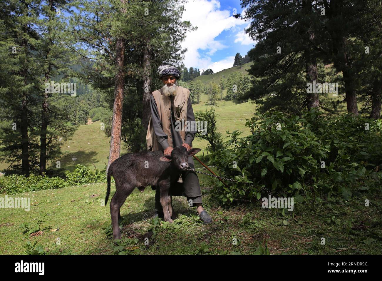 (160528) -- SRINAGAR, 28. Mai 2016 -- Ein Nomad hält am 28. Mai 2016 Ein Kalb im Aru-Tal von Pahalgam, etwa 120 km südlich von Srinagar, der Sommerhauptstadt des von Indien kontrollierten Kaschmirs. ) KASHMIR-SRINAGAR-DAILY LIFE JavedxDar PUBLICATIONxNOTxINxCHN 160528 Srinagar Mai 28 2016 ein Nomad hält ein Kalb im ARU-Tal von Pahalgam etwa 120 km südlich von Srinagar, der Sommerhauptstadt des indischen kontrollierten Kaschmirs AM 28 2016. Mai Kashmir Srinagar Daily Life JavedxDar PUBLICATINNxCHxN Stockfoto