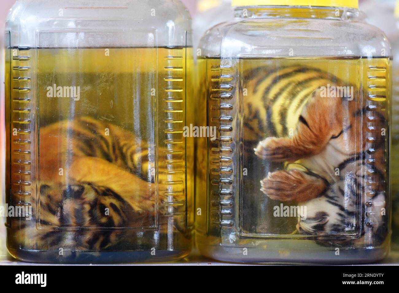 (160604) -- KANCHANABURI, 3. Juni 2016 -- zwei mit Chemikalien getränkte Tigerjunges werden ausgestellt, nachdem die Forscher sie im Wat Pha Luang Ta Bua, oder Tiger Temple, in der Provinz Kanchanaburi, im Zentrum Thailands, am 3. Juni 2016 gefunden haben. Die letzte Partie von insgesamt 137 Tigern aus dem Tigertempel in der thailändischen Provinz Kanchanaburi wurde am Samstag umgesiedelt, was der sechstägigen Verlegung von Tigern ein Ende setzte, während 5 Verdächtige, darunter 3 Mönche, nun wegen Wildtierbesitzes angeklagt werden. ) THAILAND-KANCHANABURI-WILDTIER-TIGER-TEMPELSONDE LixMangmang PUBLICATIONxNOTxINxCHN 160604 Kanchanaburi Juni Stockfoto
