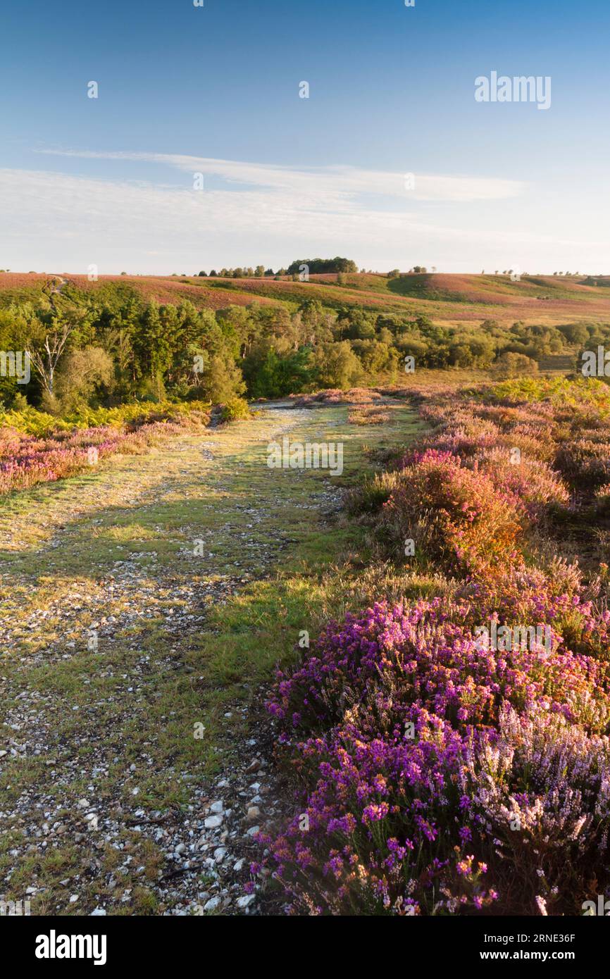 Vom Rockford Common bis zum Ibsley Common; Heidekraut so weit das Auge reicht... New Forest, Hampshire, Großbritannien Stockfoto