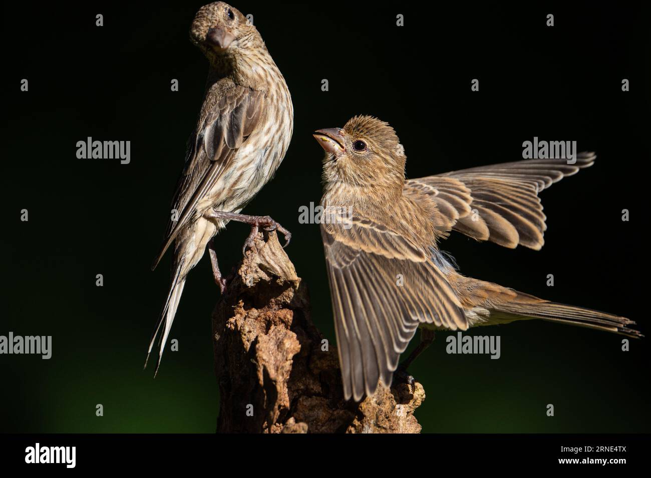 Ein jugendhausfink, der seine Mutter um Nahrung bittet. Stockfoto