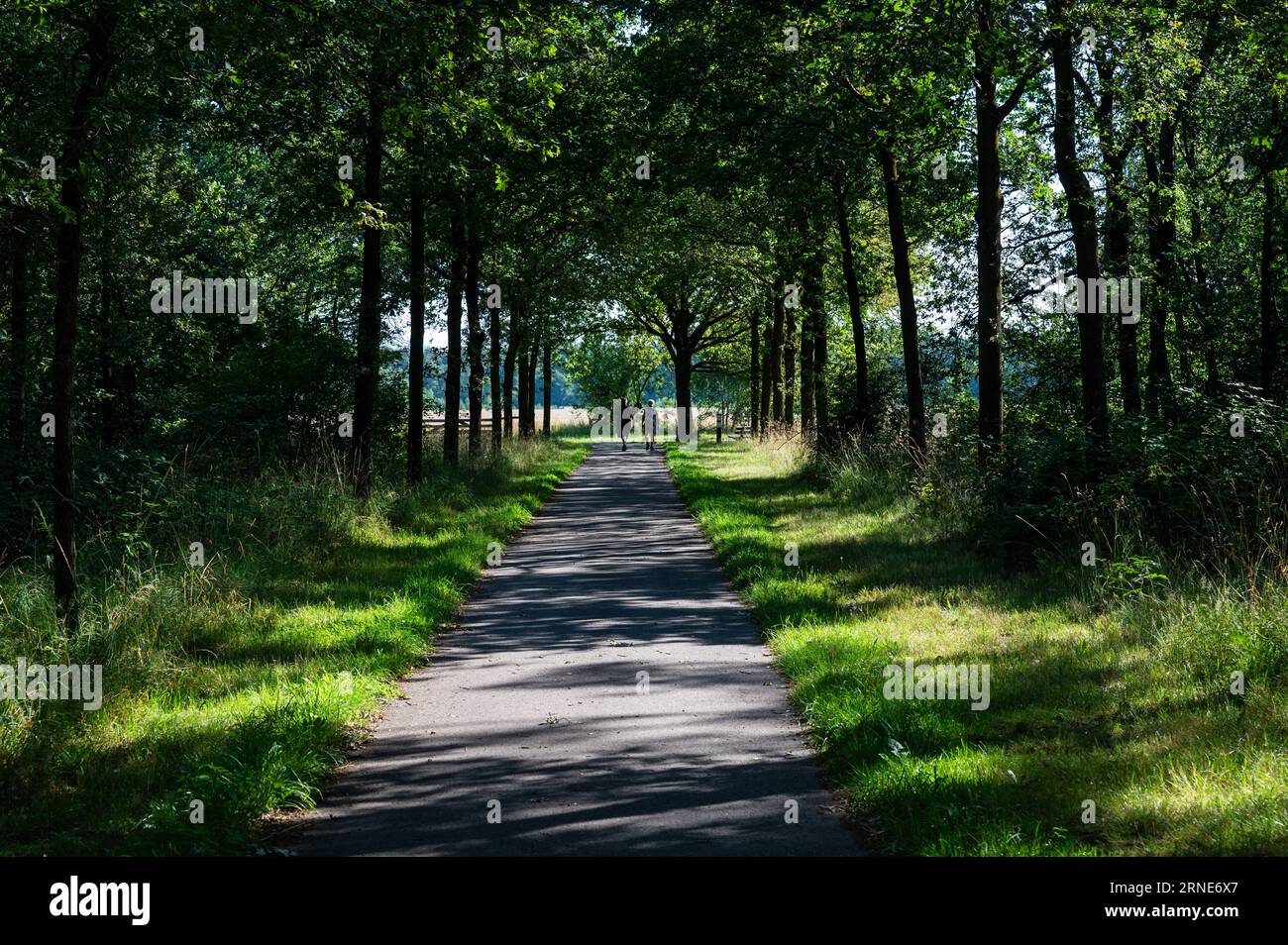 Venlo, Limburg, Niederlande, 14. Juli 2023 - zwei Seniorinnen, die durch eine Baumgasse im Wald spazieren Stockfoto