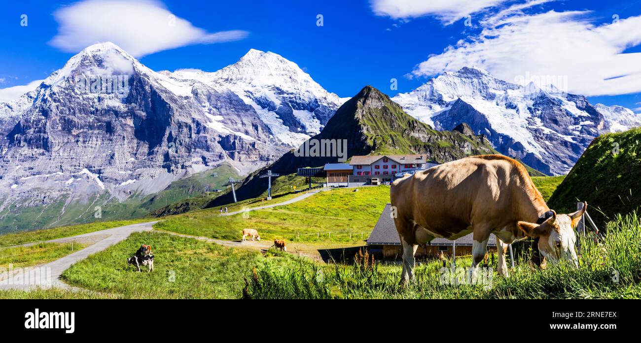 Schweiz Naturlandschaft. Grüne schweizer Weideflächen mit Kühen umgeben von Alpenbergen und schneebedeckten Gipfeln Stockfoto