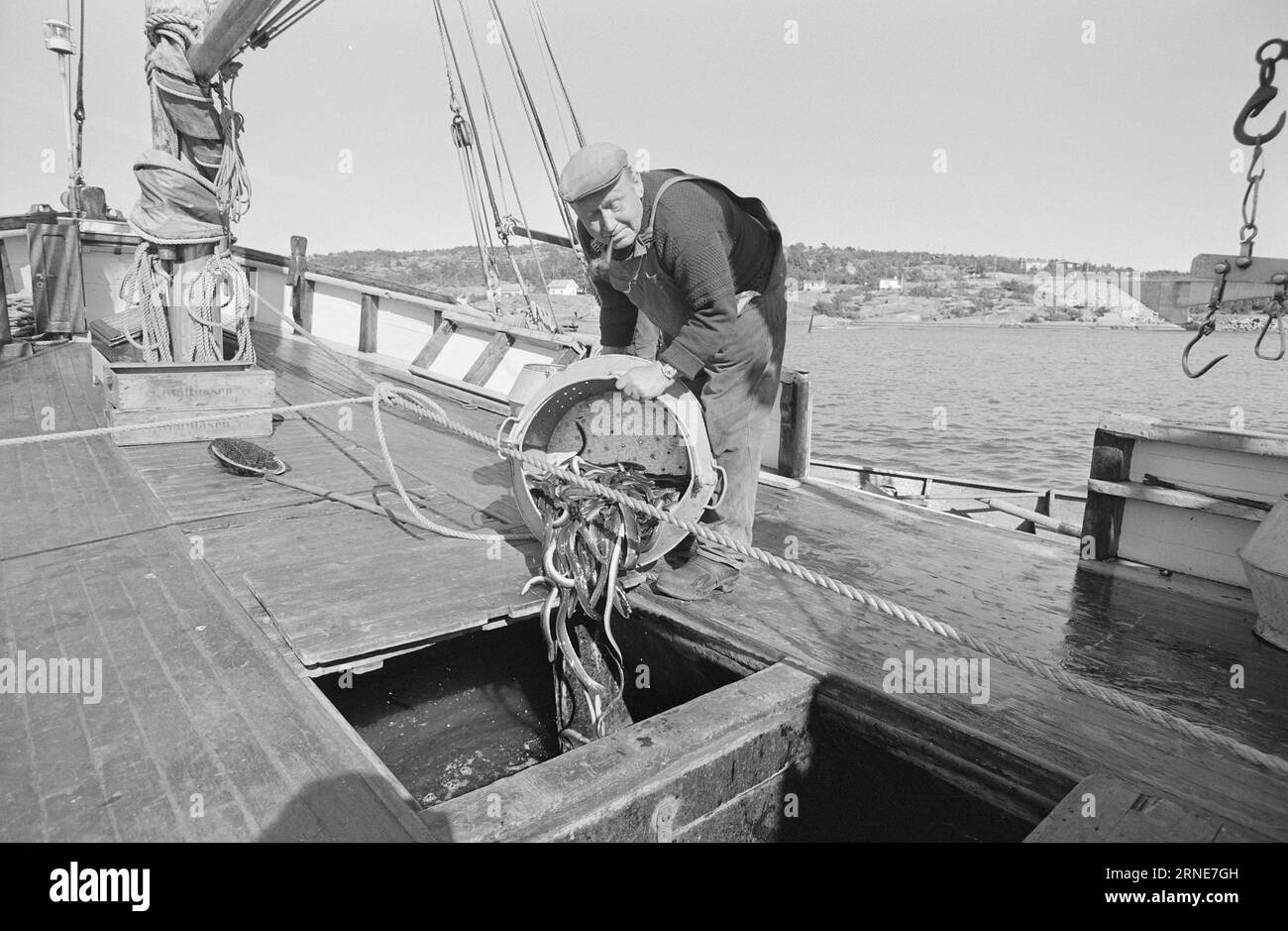 Tatsächlich 26 - 3 - 1974: Wann werden wir die Dänen rauchen? Geräucherter Aal ist teuer, selbst wenn er in Norwegen gefangen wird. Vielleicht nicht so seltsam, wenn es von Dänen gekauft wird, die es nach Dänemark transportieren, dort rauchen und nach Norwegen exportieren. Der Aal wird von kleinen Schiffen an Bord des dänischen Kwass geladen und in große Salzwasserbecken gegossen. Der Raum in den Becken ist oft eng. Foto: Aage Storløkken / aktuell / NTB ***FOTO NICHT VERARBEITET*** dieser Text wurde automatisch übersetzt! Stockfoto