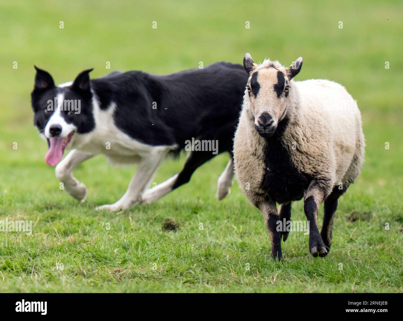 Die Hunde- und Schafschau im Chatsworth House, Bakewell in Derbyshire während der Chatsworth Country Fair. Bilddatum: Freitag, 1. September 2023. Stockfoto