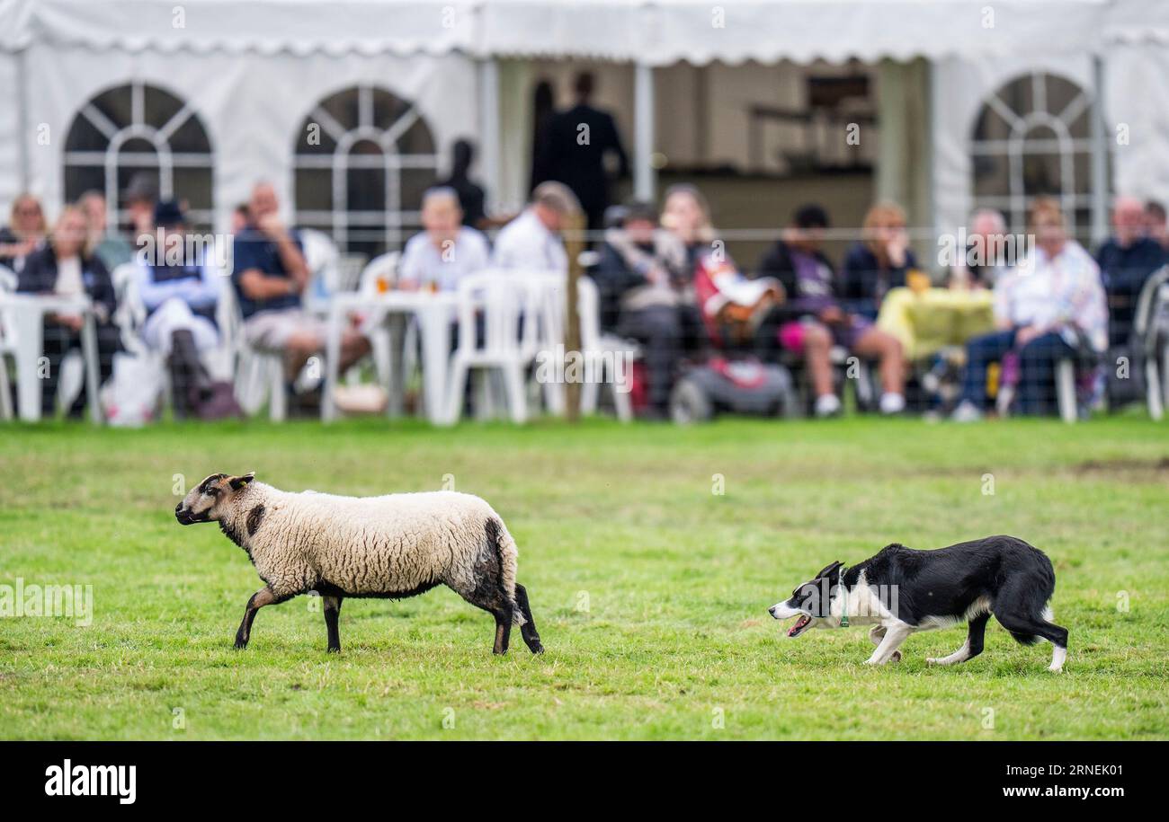 Die Hunde- und Schafschau im Chatsworth House, Bakewell in Derbyshire während der Chatsworth Country Fair. Bilddatum: Freitag, 1. September 2023. Stockfoto