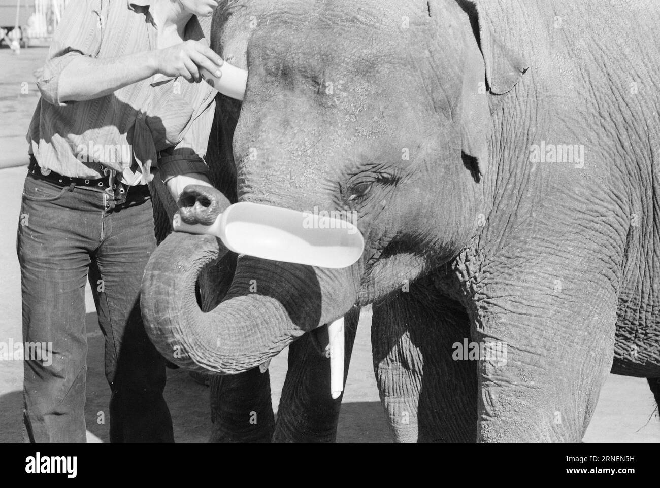 22.-4.-1974: Junior bei LineElephant Tamer Arild Arnardo – jetzt auch als Clown. Er hat die Nummer des weltberühmten „Linon“ mit großem Geschick übernommen. Foto: Ivar Aaserud / aktuell / NTB ***FOTO NICHT VERARBEITET*** dieser Text wurde automatisch übersetzt! Stockfoto