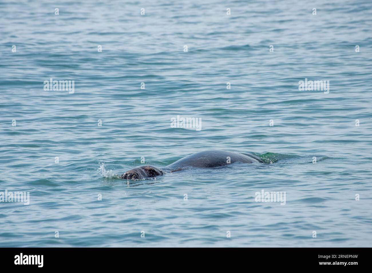 Die graue Robbe Halichoerus grypus bedeutet Hakennasenseeschwein, das im Meer schwimmt Stockfoto