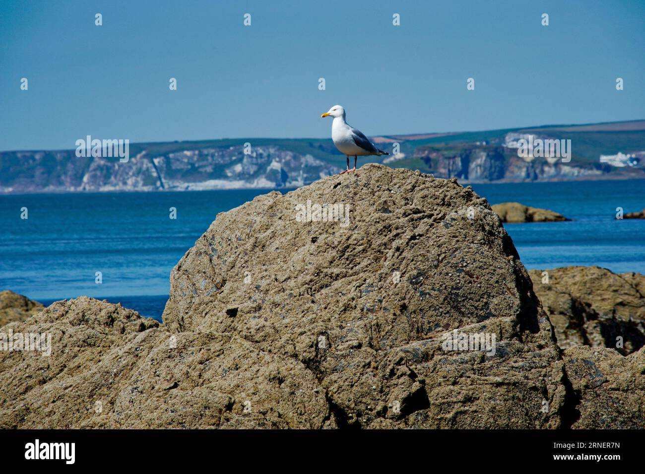 gull on the Rocks in South Devon, Großbritannien Stockfoto