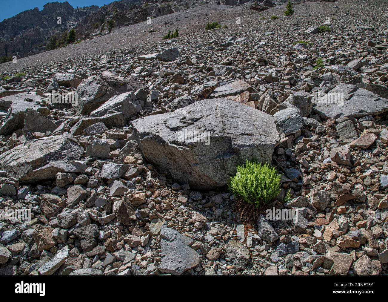 Brüchiger Blasenfarn (Cystopteris fragilis) wächst am Talushang in Zentral-Idaho Stockfoto