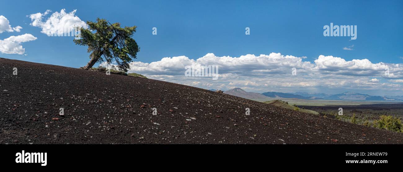 Eine einsame und windgeblasene Kalkkiefer (Pinus flexilis) an der Spitze des Inferno-Kegels--ein Schlackenkegel im Craters of the Moon National Monument in Süd-Idah Stockfoto