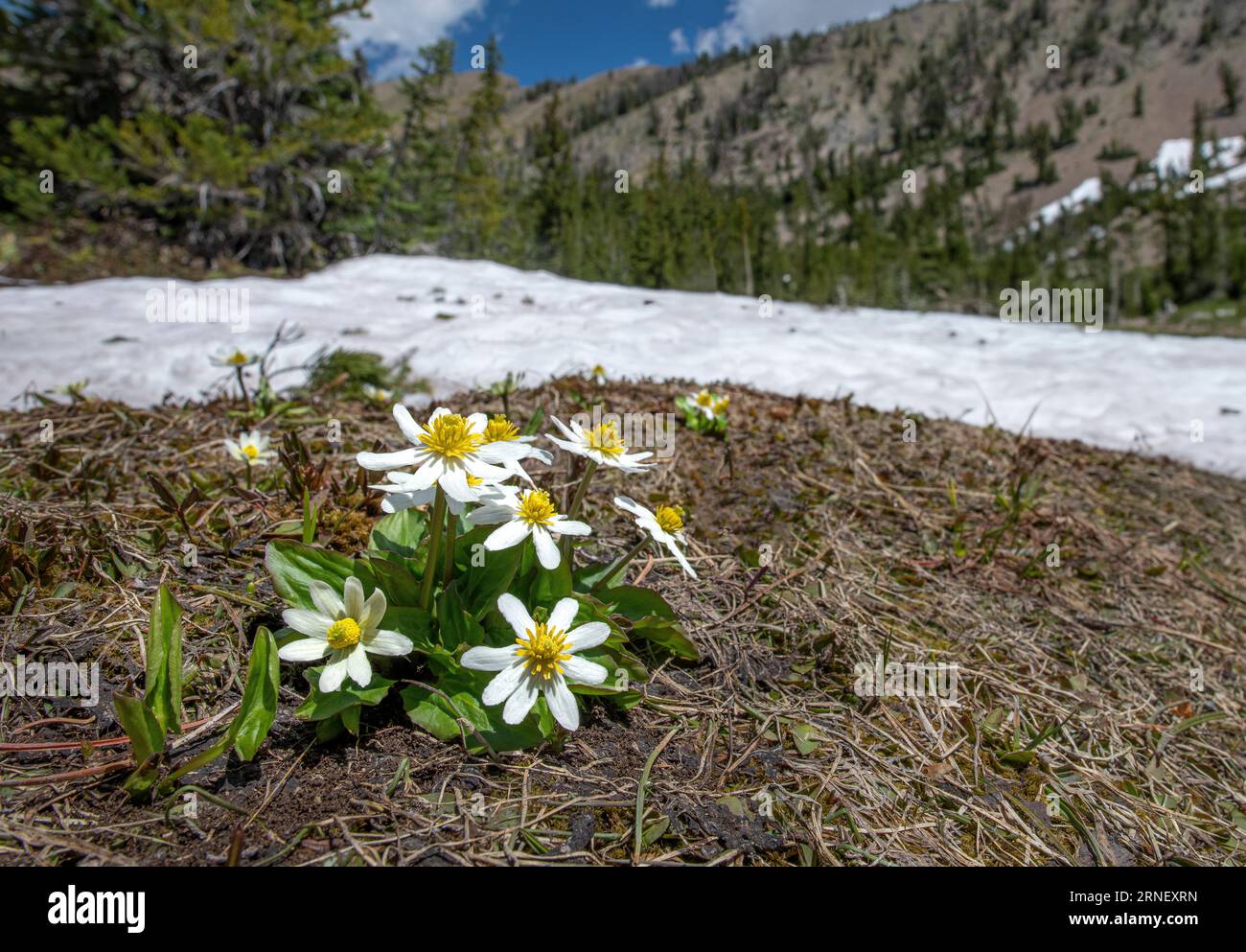 Die westliche marschmarigold (Caltha leptosepala) blüht, als der Schnee in den Sawtooth Mountains, Idaho, Mitte Juli schmilzt Stockfoto