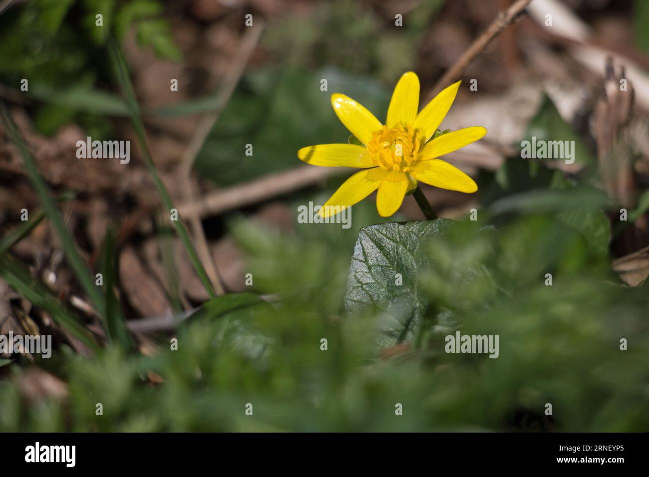 Eine einzelne Frühlingswildblume, gelbe kleine Celandine oder Pleuel, Ficaria verna, blüht in der Landschaft bei Frühlingssonne, Nahansicht Stockfoto