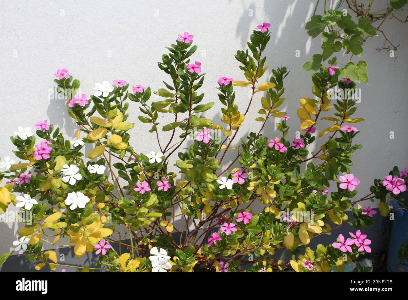 Eine Pflanze mit rosa und weißen Blüten. Stockfoto