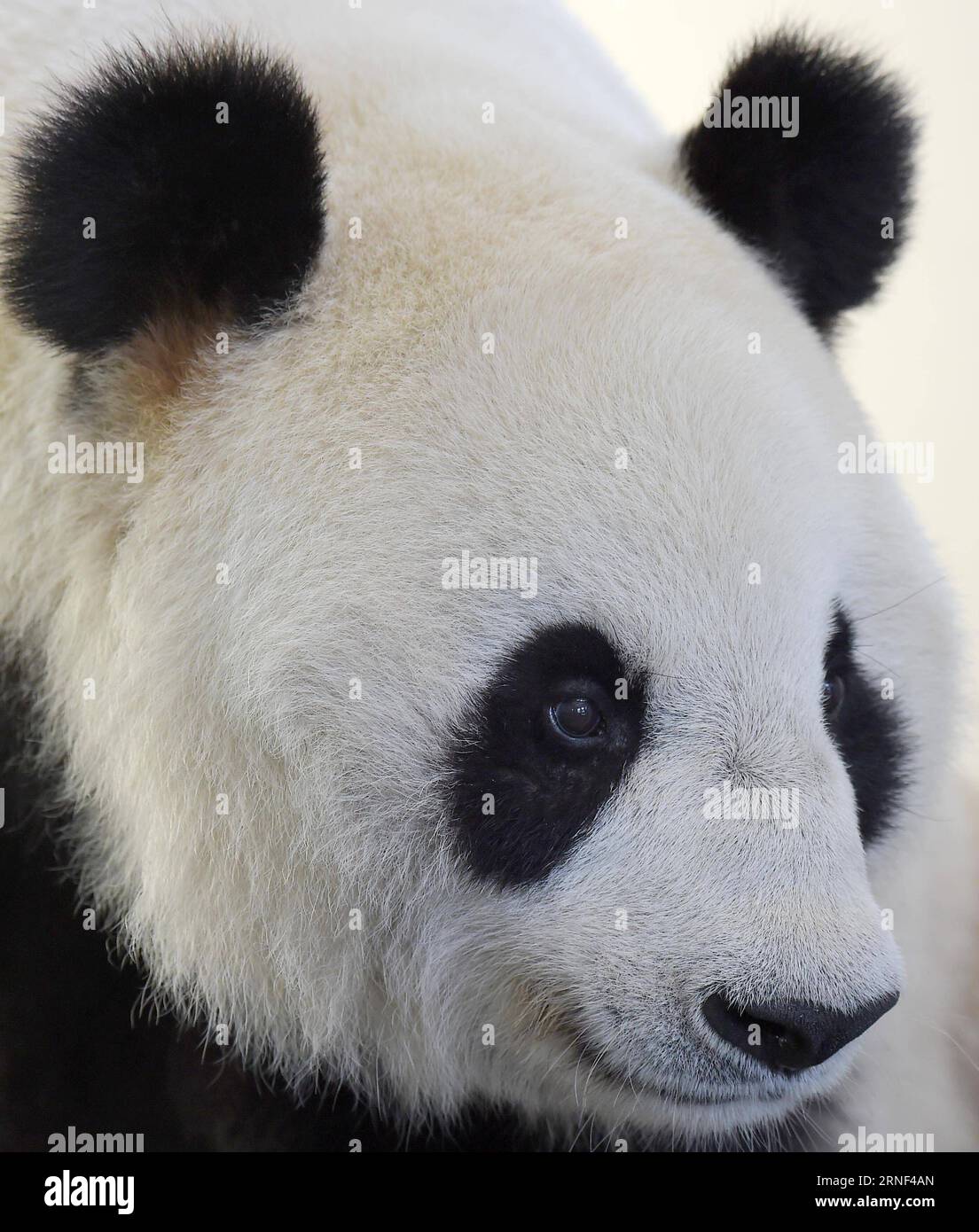 (160717) -- DUJIANGYAN, 17. Juli 2016 -- Foto aufgenommen am 15. Juli 2016 zeigt den alten Panda Yingying auf der Dujiangyan Basis des China Conservation and Research Center for the Giant Panda in der südwestlichen chinesischen Provinz Sichuan. Auf der Basis von Dujiangyan leben acht riesige Pandas mit einem Alter von über 20 Jahren. Denn das reale Alter des Riesenpandas entspricht dem Vierfachen des menschlichen Alters, so dass das Alter von 20 Jahren dem von 100 Jahren entspricht. Die Dujiangyan-Basis, die sich mit der Bekämpfung und Prävention von Pandas befasst, dient auch als Pflegeheim für ältere Pandas. )(wjq) KINN Stockfoto