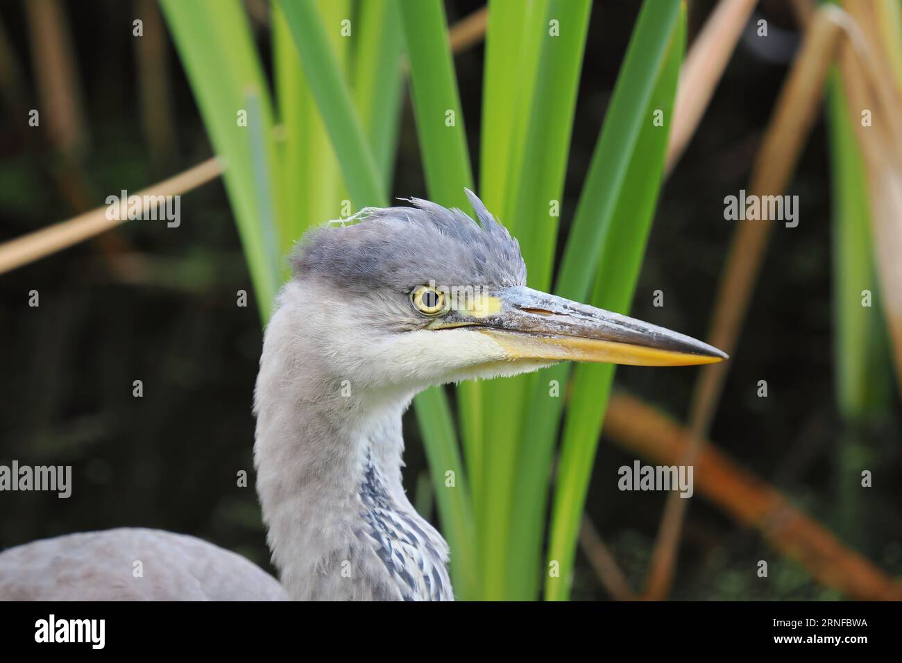 Junger grauer Reiher, der ein Schilfbett jagt, obwohl es aus der Felle zu nah war, um volle Vogelbilder zu machen! Stockfoto