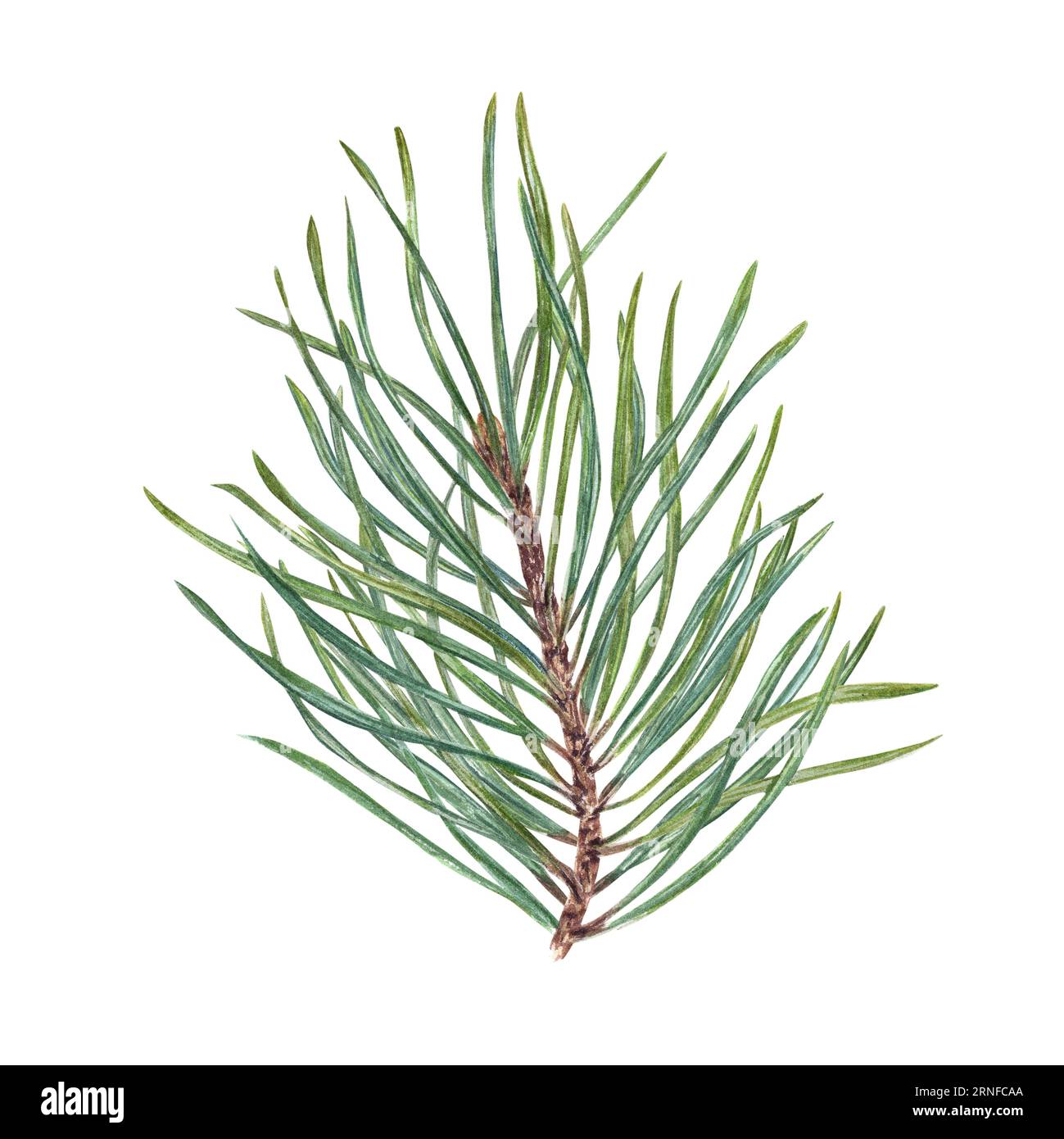 Weihnachtskiefer, Zedernholz, Nadelbaum. Immergrüne Pflanze. Botanische Illustration eines grünen, üppigen Zweigs, isoliert auf weiß. Für Winterpostkarte Stockfoto