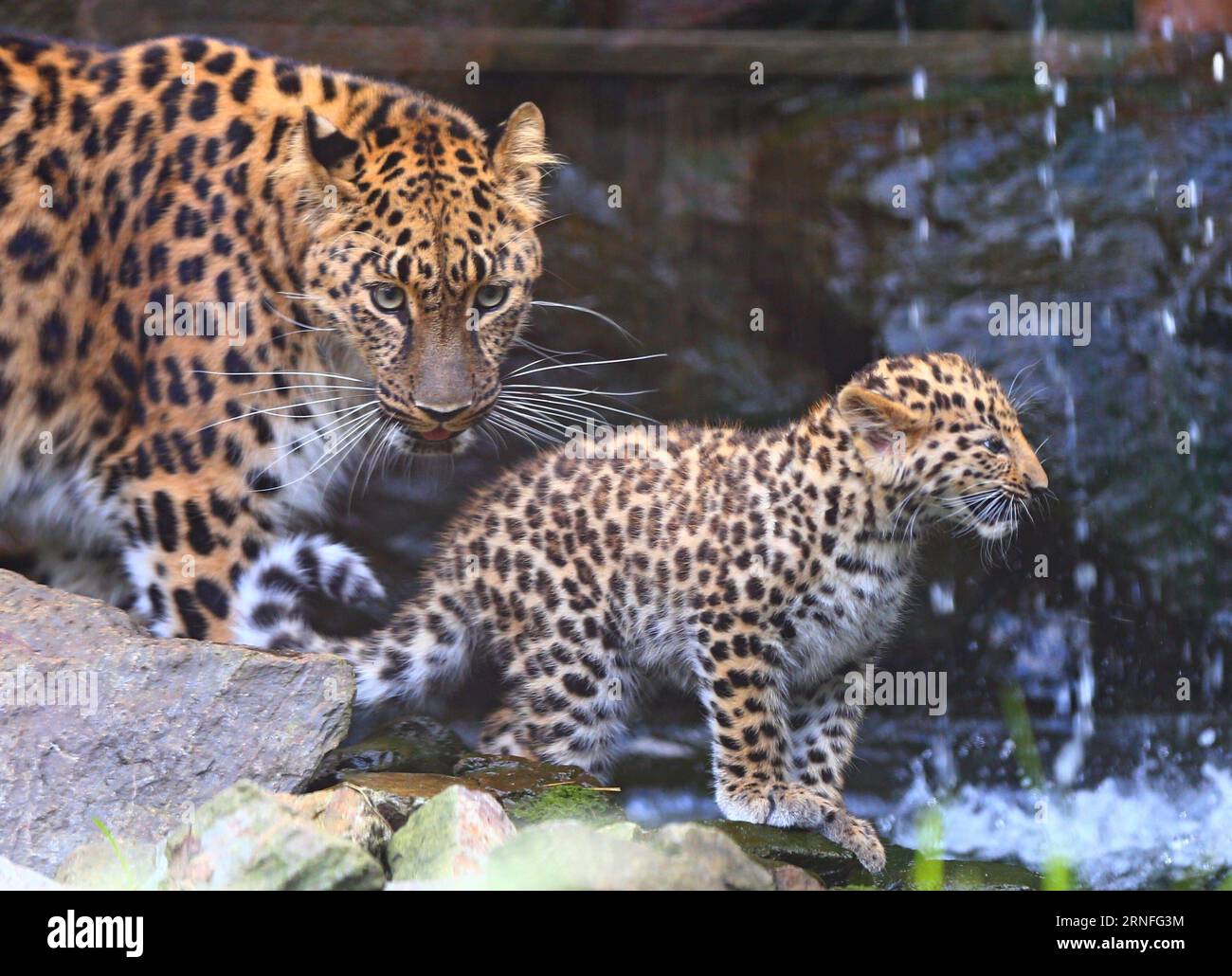 BRÜSSEL, 6. August 2016 -- ein Amur-Leopardenjunges und seine Mutter werden am 6. August 2016 im Bellewaerde Park in Ieper, Belgien, gesehen. Zwei im Mai hier geborene Amur-Leopardenjungen gaben vor kurzem ihr öffentliches Debüt. Der Amur-Leoparden ist auf der Roten Liste der Internationalen Union zur Erhaltung der Natur als kritisch gefährdet aufgeführt. Es werden etwa 70 wilde Amur-Leoparden übrig gehalten, vor allem im Fernen Osten Russlands, im Nordosten Chinas und im nördlichen Teil der koreanischen Halbinsel. (Wjd) BELGIEN-IEPER-AMUR LEOPARDENJUNGEN GongxBing PUBLICATIONxNOTxINxCHN Brüssel 6. August 2016 an Amur Leopard CU Stockfoto