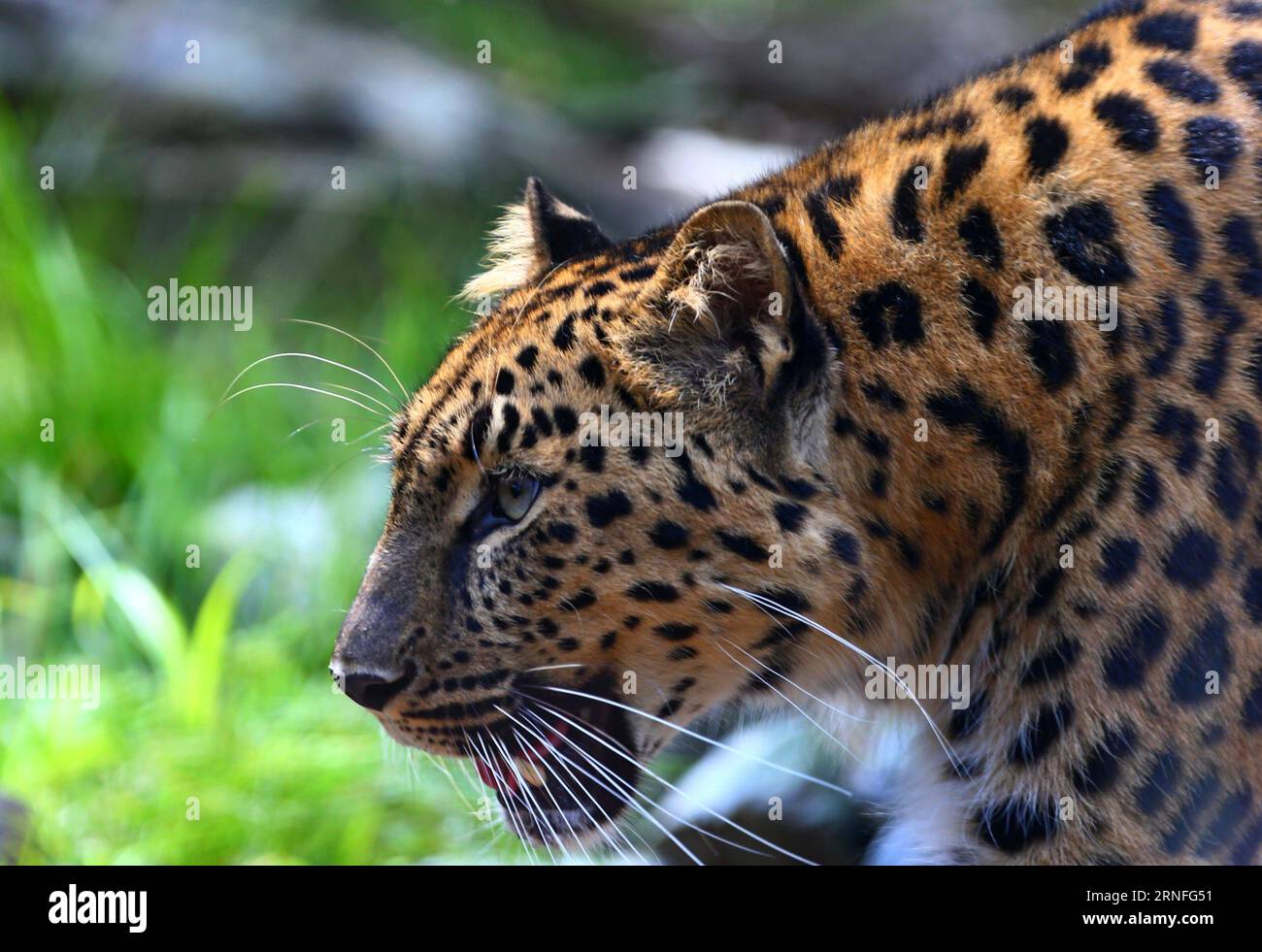 BRÜSSEL, 6. August 2016 -- ein Amur-Leoparde wird am 6. August 2016 im Bellewaerde Park in Ieper, Belgien, gesehen. Zwei im Mai hier geborene Amur-Leopardenjungen gaben vor kurzem ihr öffentliches Debüt. Der Amur-Leoparden ist auf der Roten Liste der Internationalen Union zur Erhaltung der Natur als kritisch gefährdet aufgeführt. Es werden etwa 70 wilde Amur-Leoparden übrig gehalten, vor allem im Fernen Osten Russlands, im Nordosten Chinas und im nördlichen Teil der koreanischen Halbinsel. (Wjd) BELGIEN-IEPER-AMUR LEOPARDENJUNGEN GongxBing PUBLICATIONxNOTxINxCHN Brüssel 6. August 2016 nach Amur Leopard IS Lakes IN Bellewaerd Stockfoto