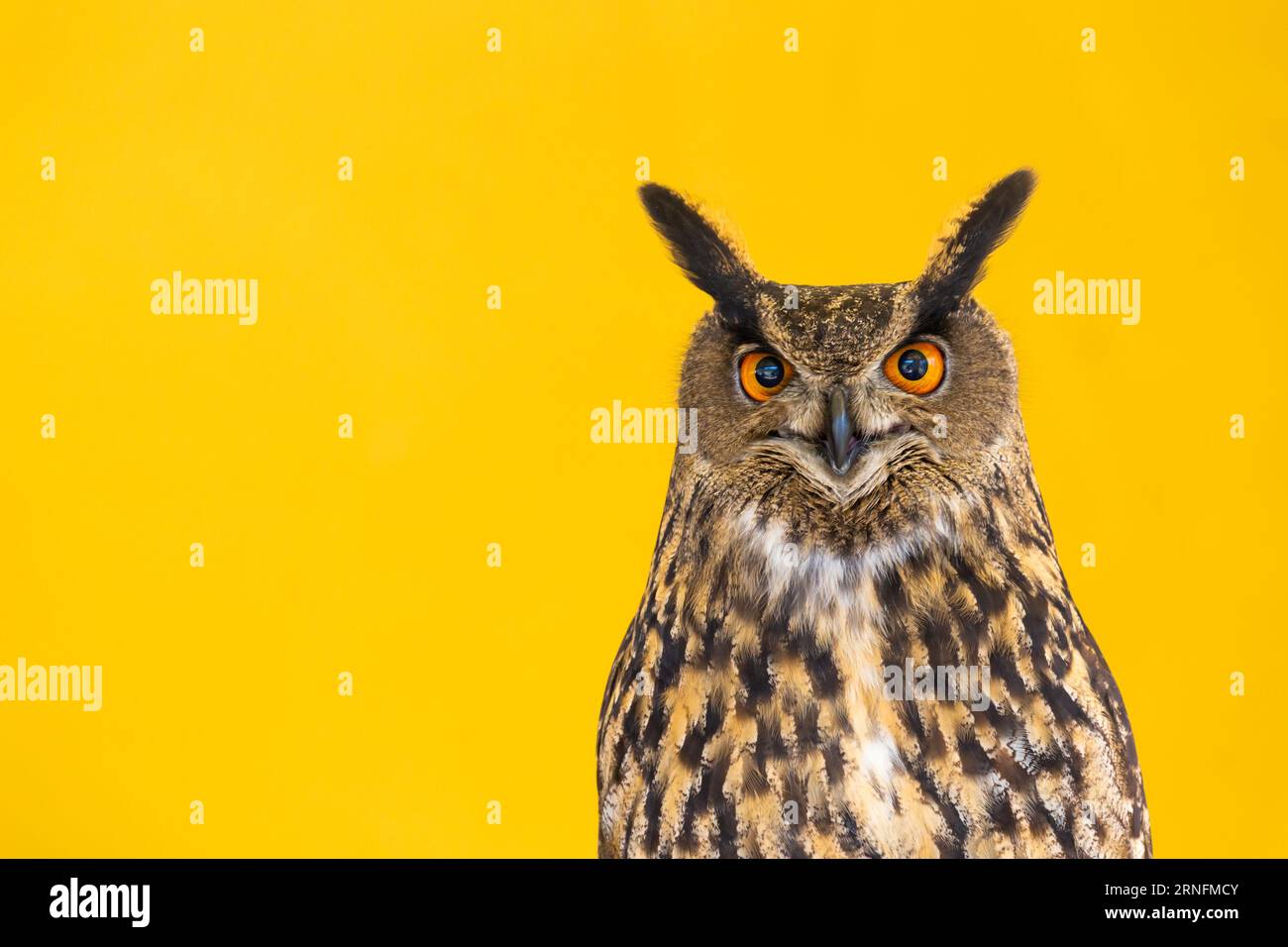 Eule-Nahaufnahme, die in die Kamera schaut. Ein Tier, niemand, Konzept für Wildnis und Wildtiere Stockfoto