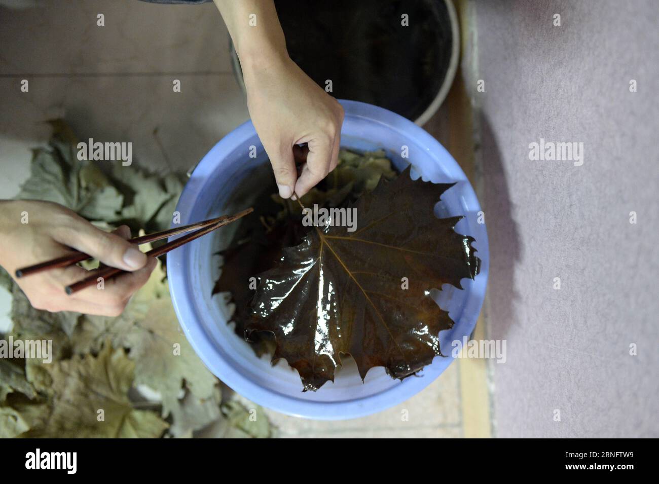 Miniaturmalerei auf Ahornblättern in Jiaozuo, China (160824) -- JIAOZUO, 24. August 2016 -- Chen Liming, der Erbe von Chen Leaf Miniatures, Processes Leaves in Jiaozuo, zentralchinesische Provinz Henan, 24. August 2016. Chen Leave Miniatures aus der Qing-Dynastie (1644–1911) wurde als Teil von Henans immateriellem Kulturerbe aufgeführt. (Zkr) CHINA-HENAN-JIAOZUO-LEAF MINIATURES(CN) FengxDapeng PUBLICATIONxNOTxINxCHN Miniaturmalerei auf Ahornblättern in Jiaozuo China 160824 Jiaozuo 24. August 2016 Chen Liming der Erbe von Chen Leaf Miniatures verarbeitet Blätter in Jiaozuo Zentralchina S Henan P Stockfoto