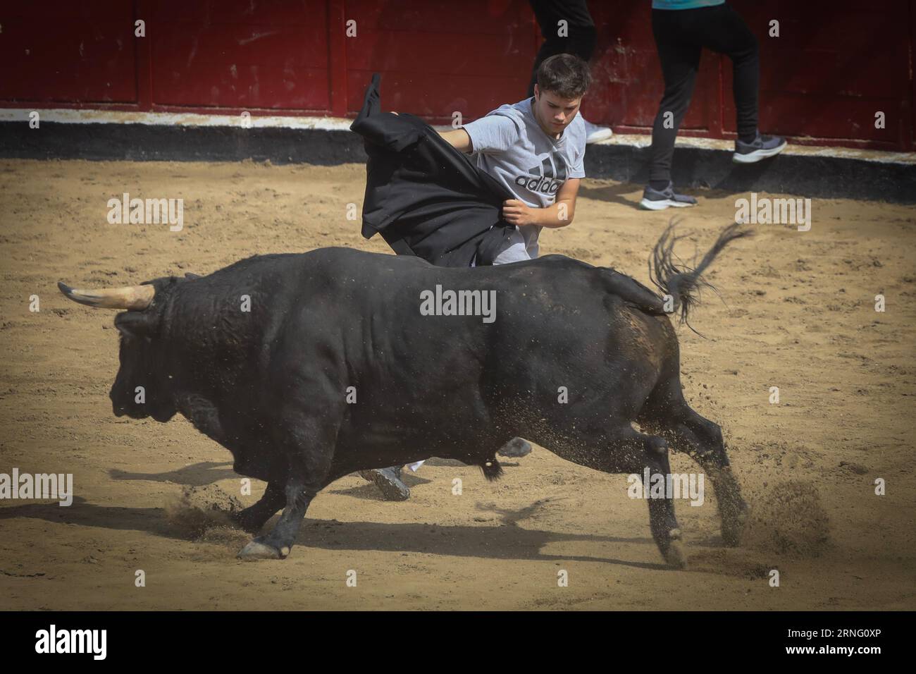 Ein junger Mann weicht einem Stier während des Stierkampfes im Sand des Stierkampfes aus, nachdem der Lauf der Stiere durch die Straßen der Stadt vorbei war. An diesem Freitag, dem fünften Tag der Stiere der Stiere der Volksfeste von San Sebastián de los Reyes 2023, fand der fünfte Tag statt. 1.400 Teilnehmer nahmen Teil und die Stiere der Zalduendo-Ranch waren anwesend und jagten die Läufer über 820 Meter. Stockfoto