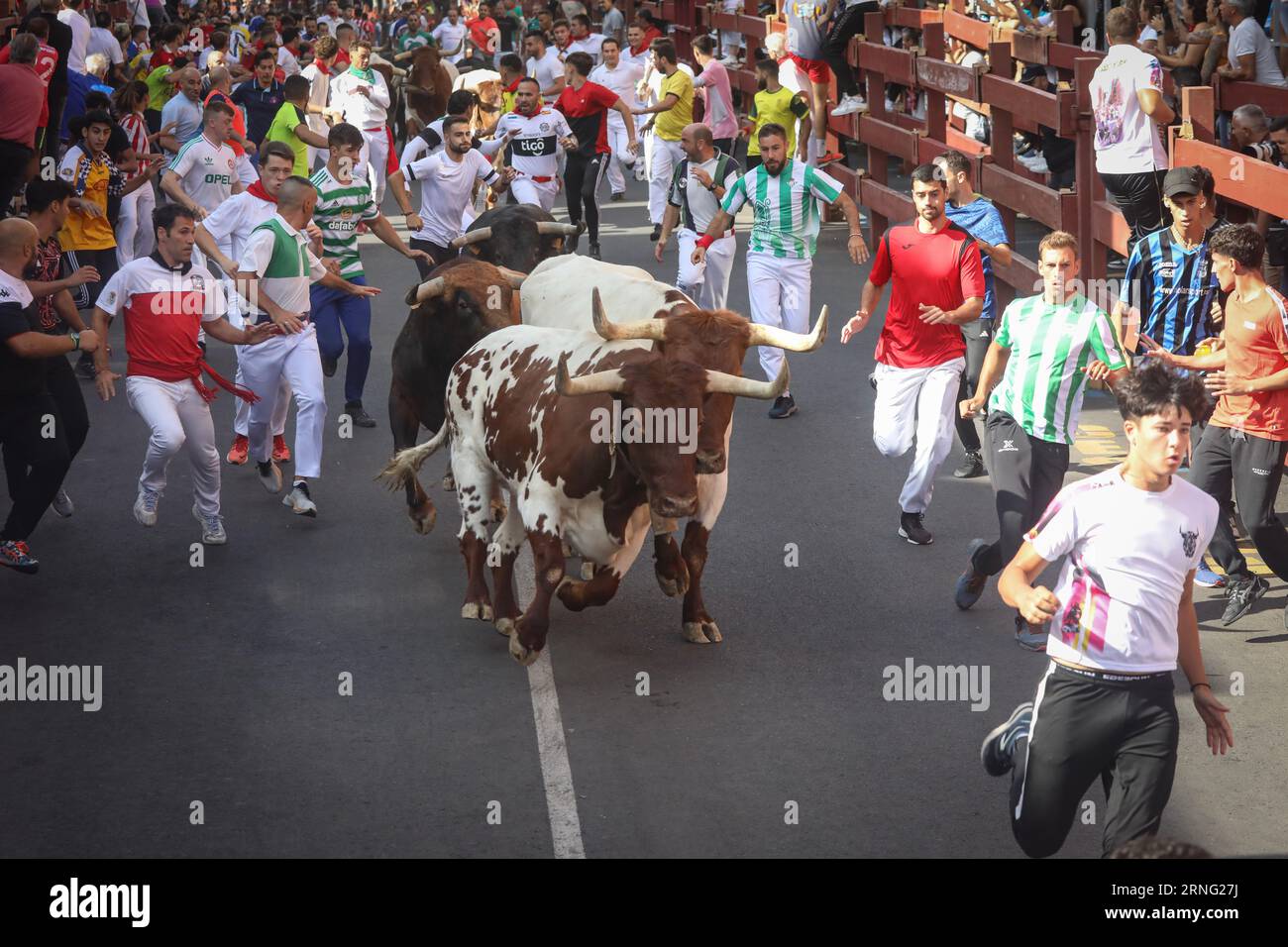 Madrid, Spanien. September 2023. Eine Gruppe von Stieren, die von Läufern umgeben sind, laufen während des fünften Laufs der Stiere der beliebten Festivals durch eine der Straßen der Madrider Stadt San Sebastian de los Reyes. An diesem Freitag, dem fünften Tag der Stiere der Stiere der Volksfeste von San SebastiÃn de los Reyes 2023, fand der fünfte Tag statt. 1.400 Teilnehmer nahmen Teil und die Stiere der Zalduendo-Ranch waren anwesend und jagten die Läufer über 820 Meter. (Credit Image: © David Canales/SOPA Images via ZUMA Press Wire) NUR REDAKTIONELLE VERWENDUNG! Nicht für kommerzielle ZWECKE! Quelle: ZUMA Press, Stockfoto